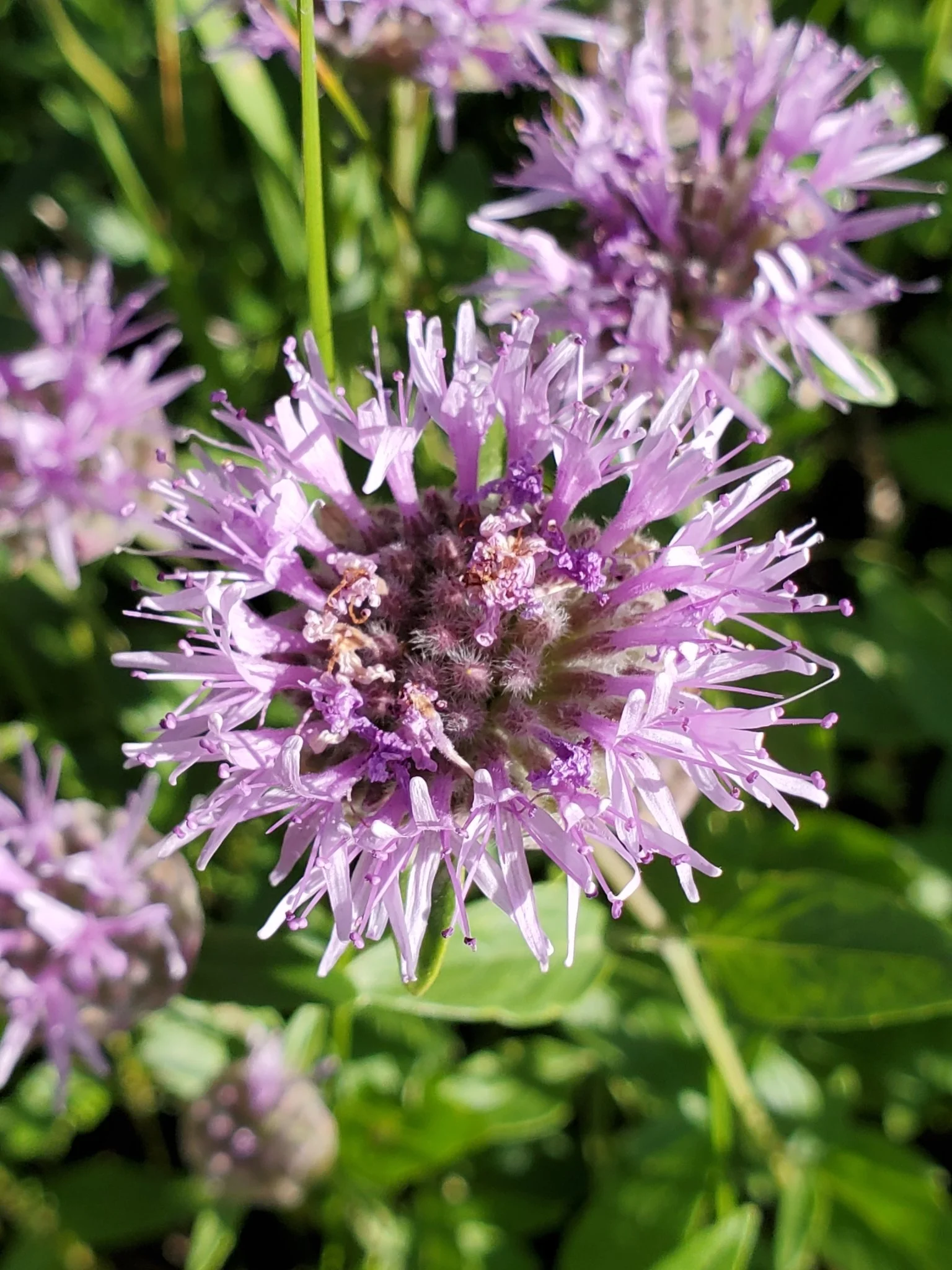Mountain Coyote Mint