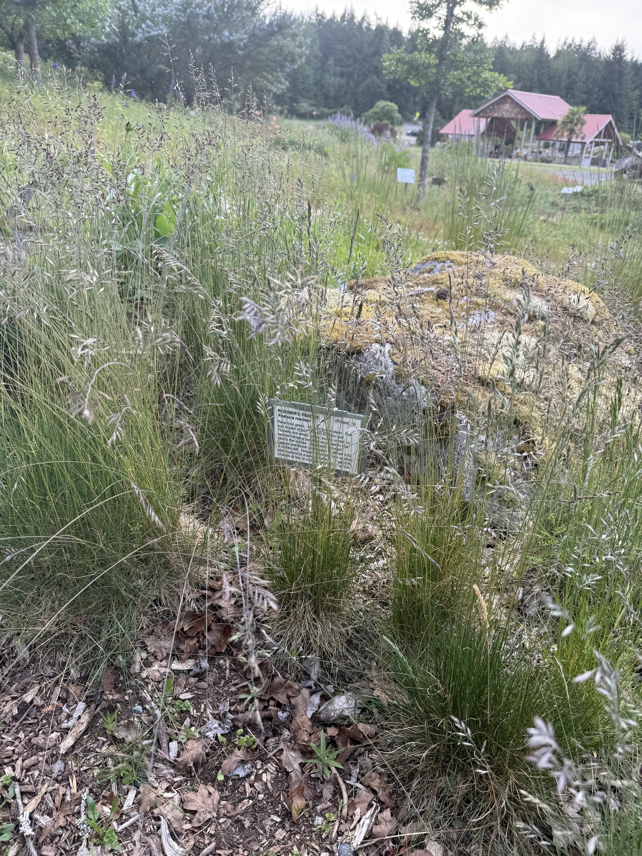 Roemer’s Fescue