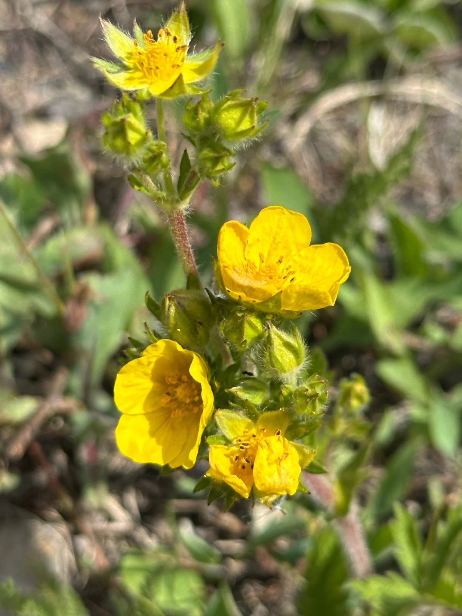 Kallum McDonald .jpg