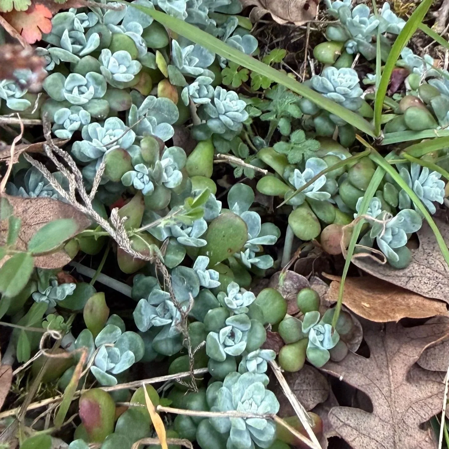 Broadleaf Stonecrop