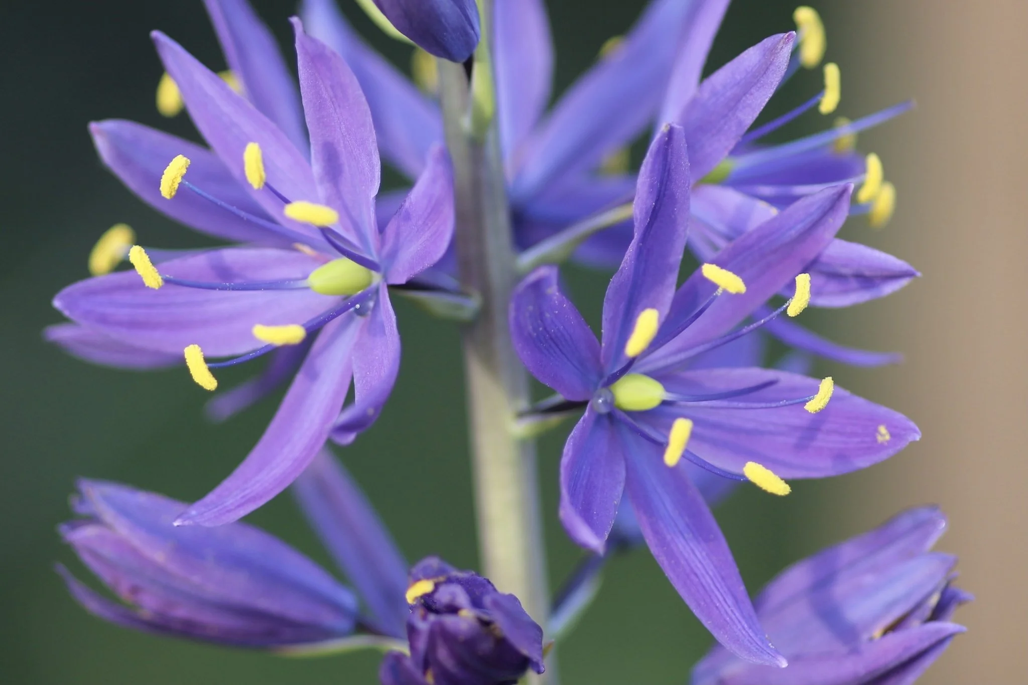 Common Camas
