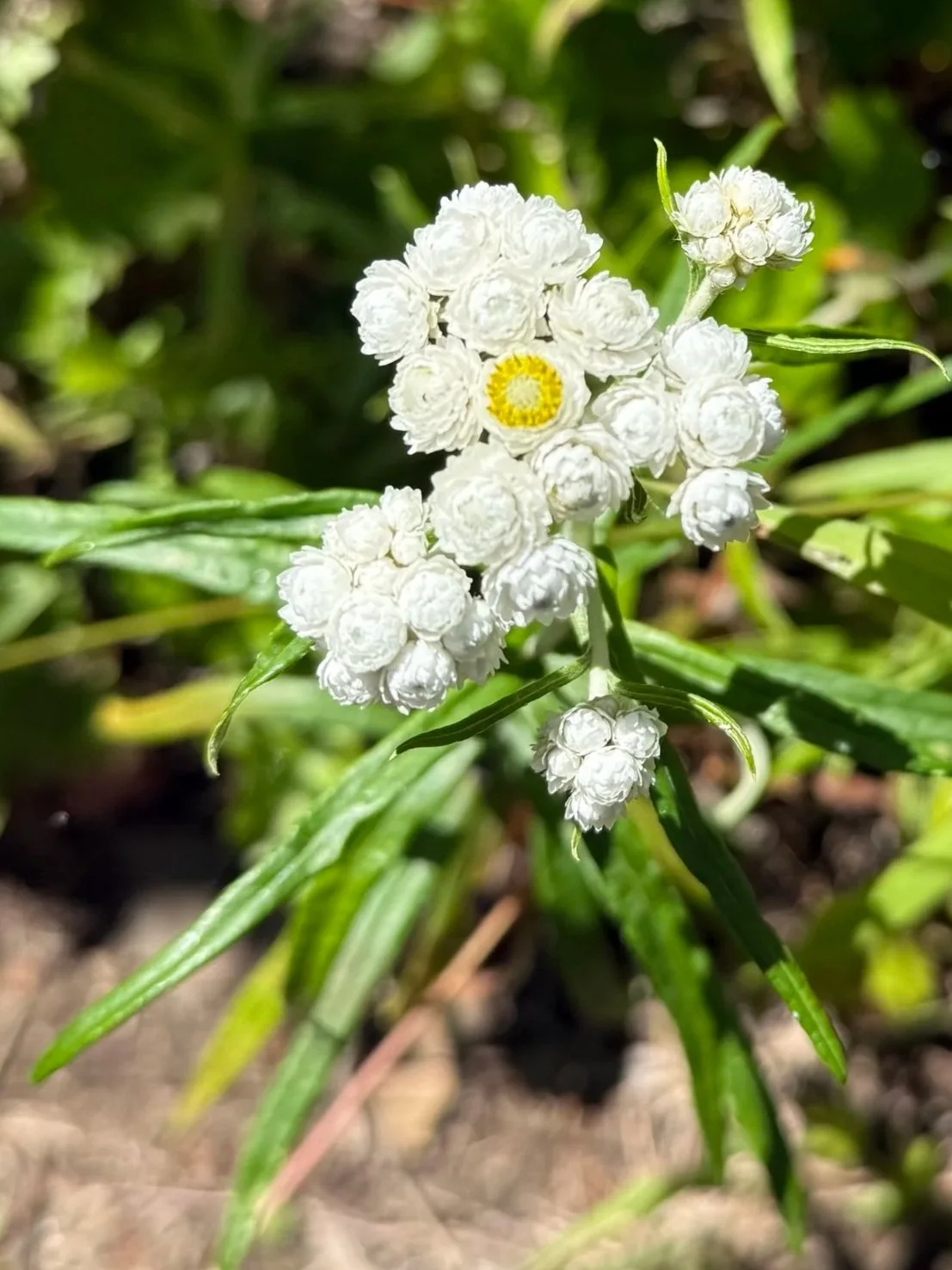 Pearly Everlasting