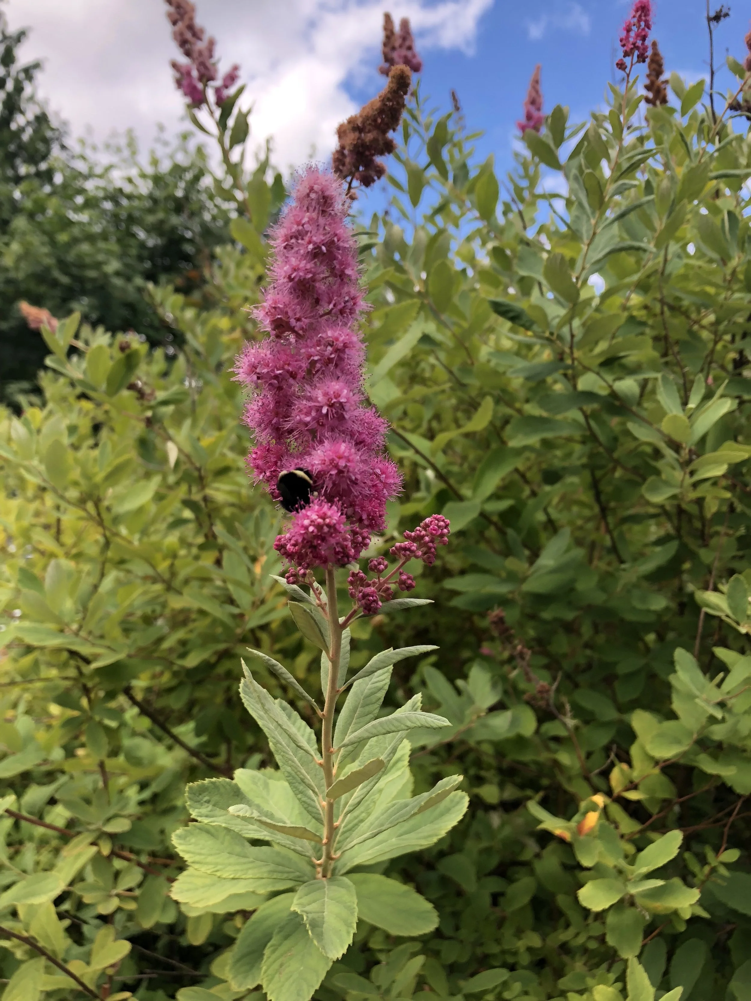 Douglas Spirea
