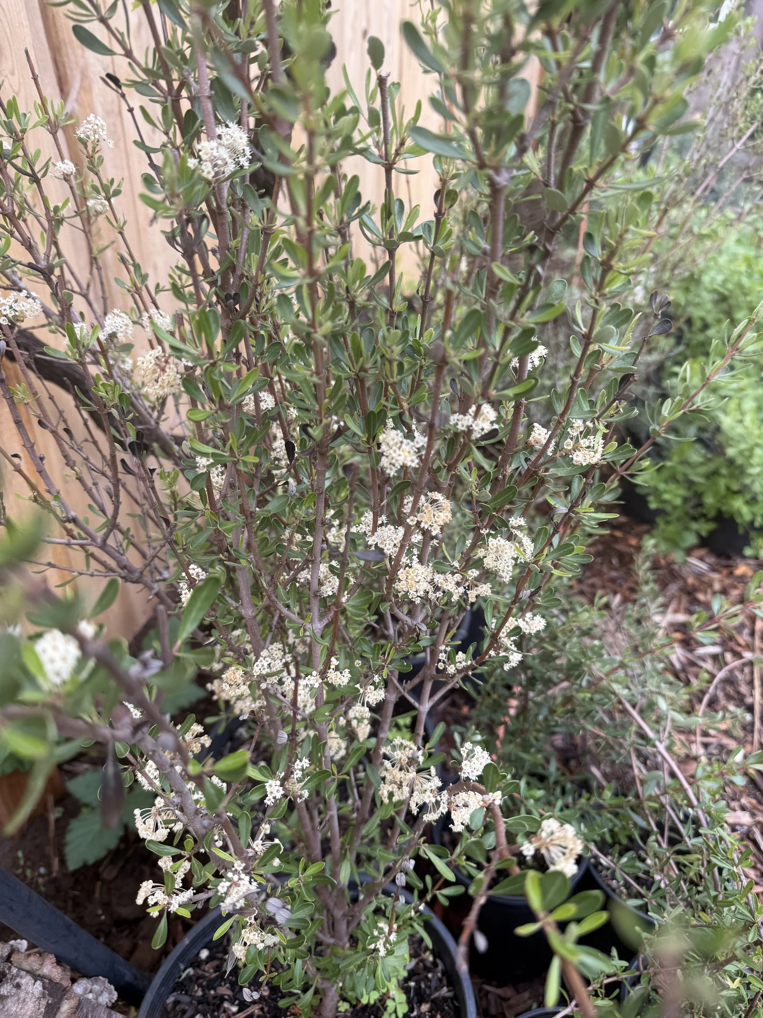 Buckbrush