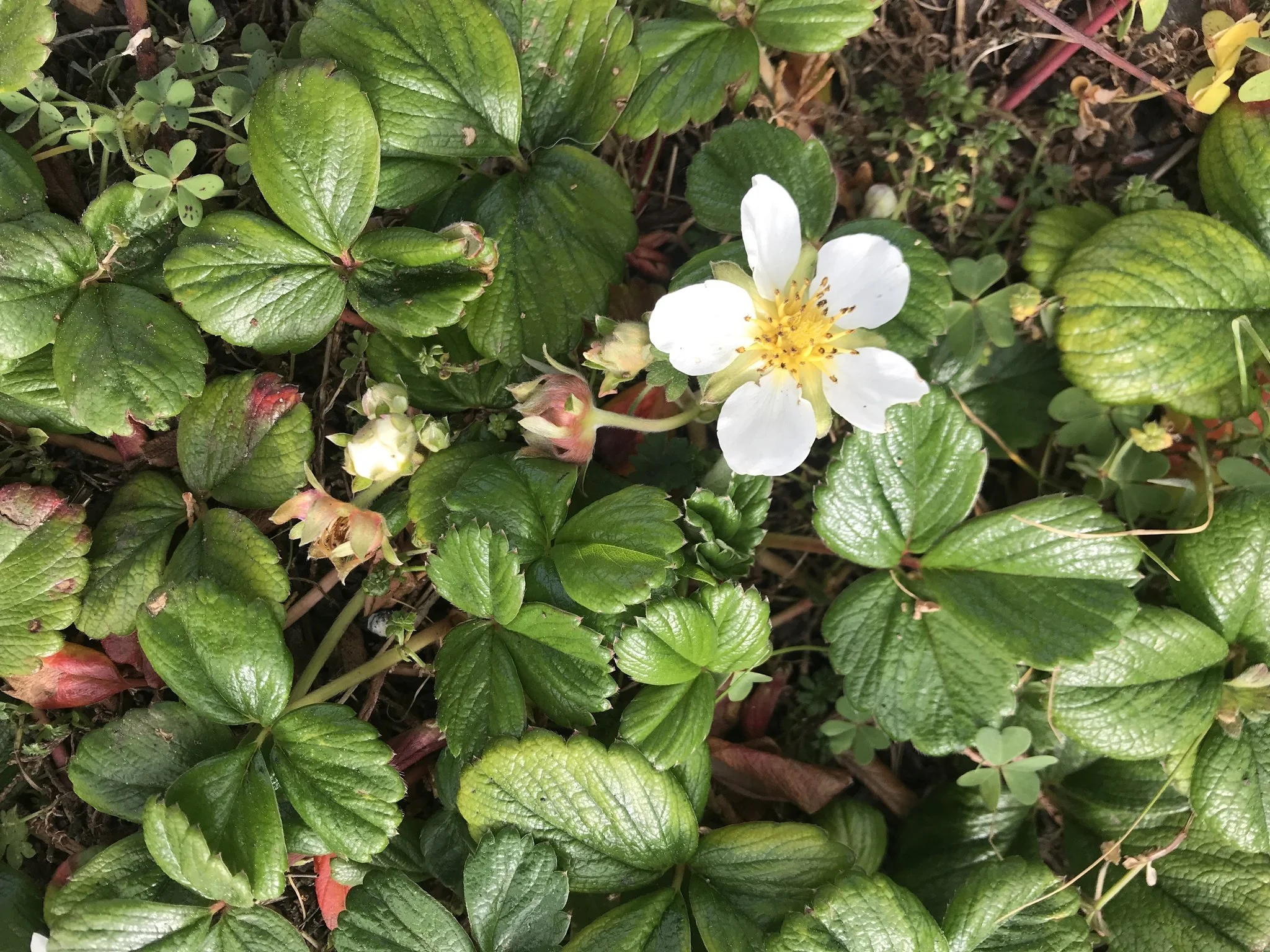 Coastal Strawberry