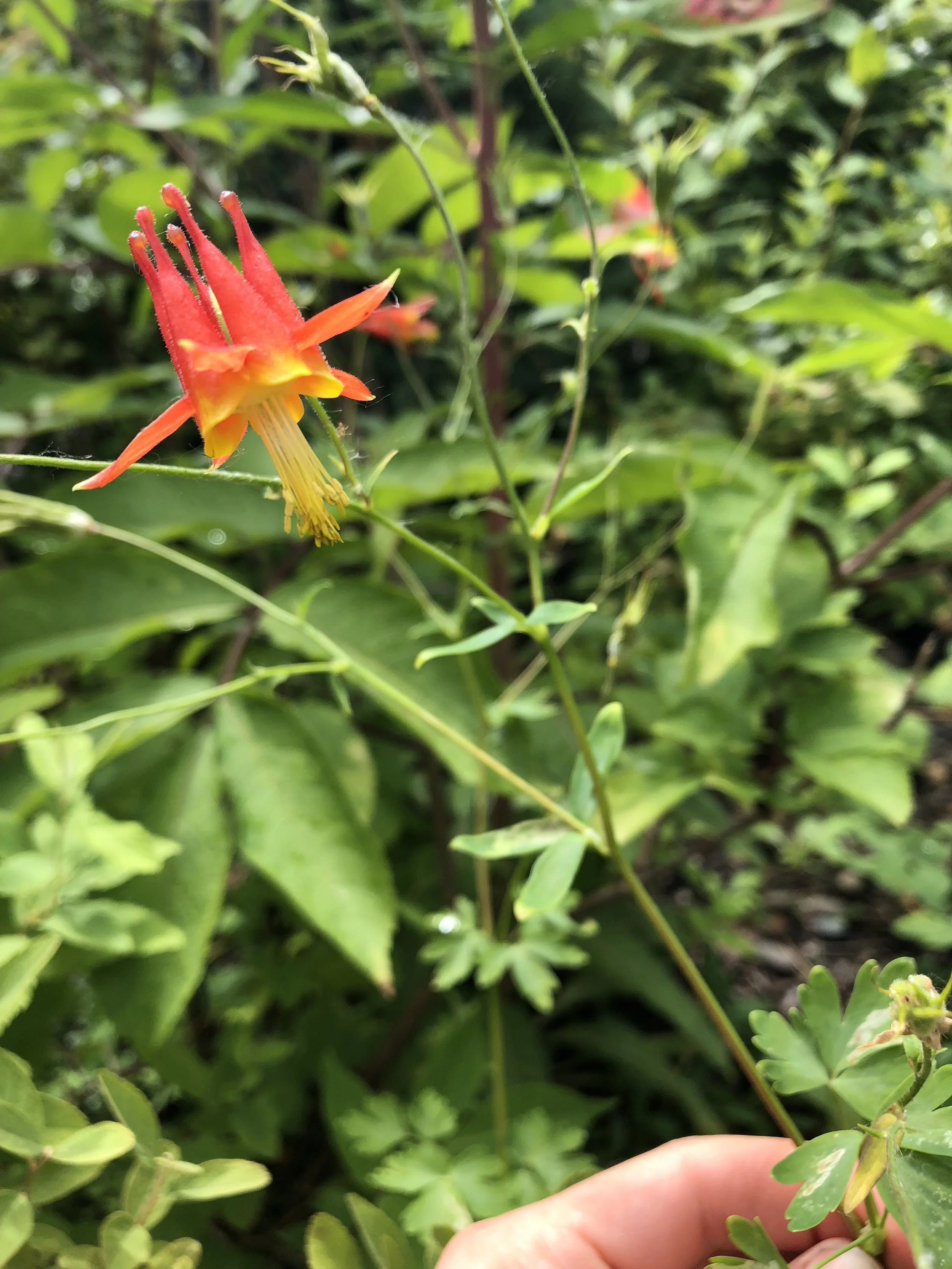 Western Red Columbine