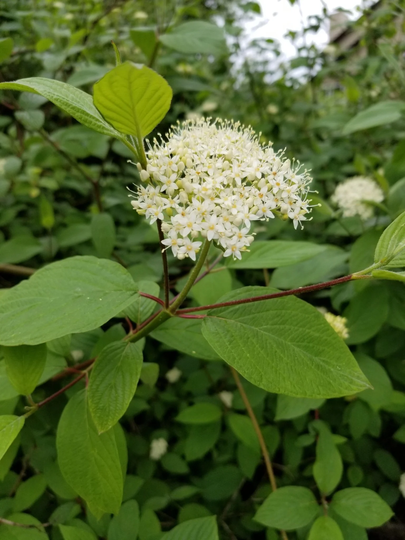 Red Osier Dogwood
