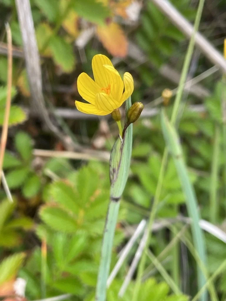 Golden-eyed Grass