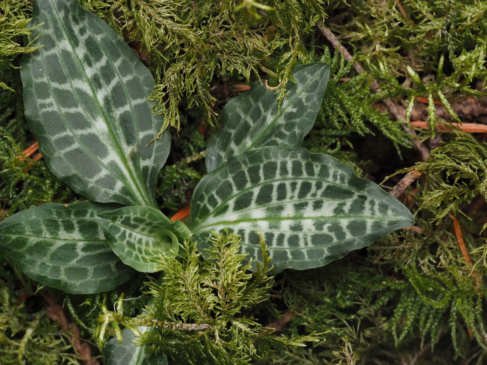 Giant Rattlesnake Plantain