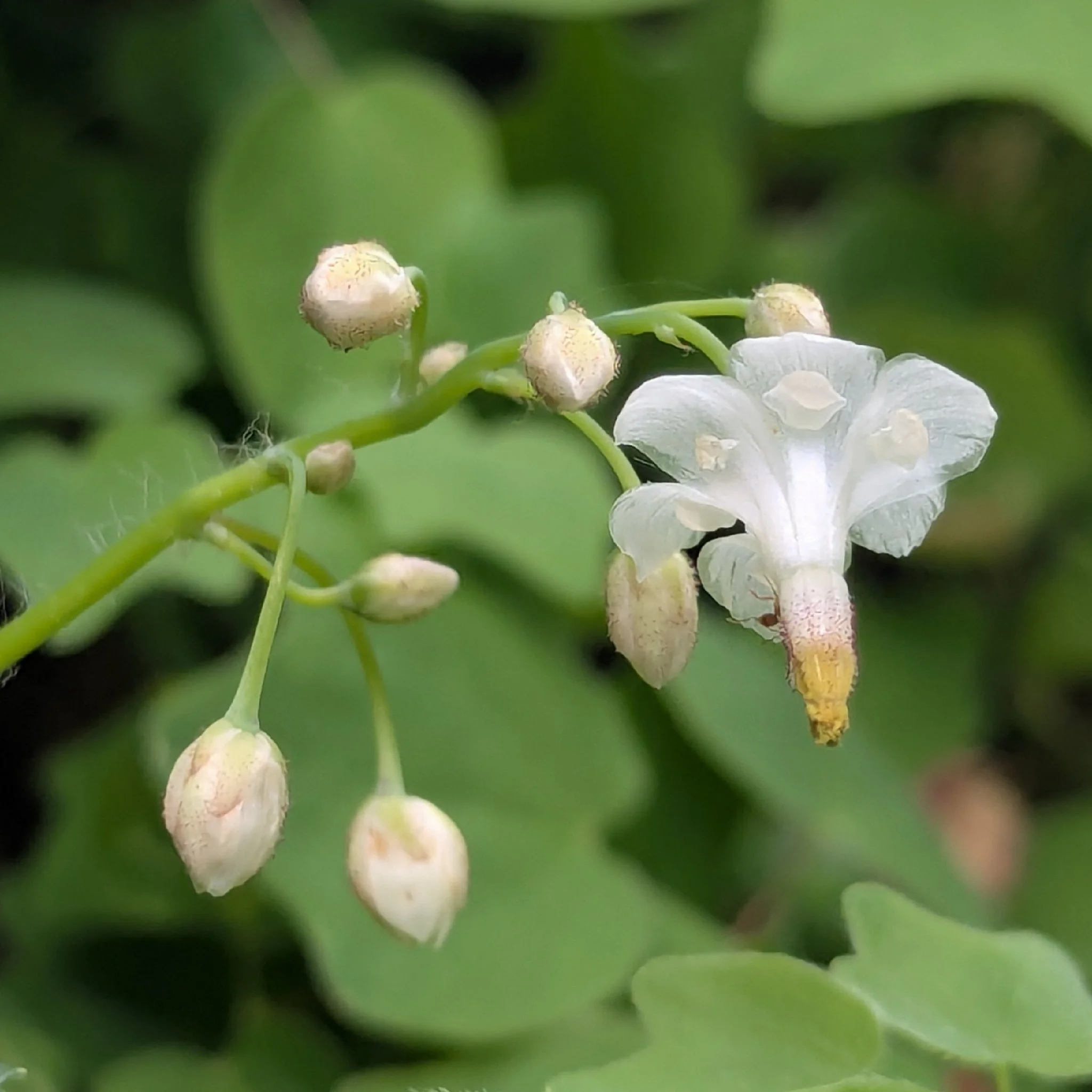 Inside-out Flower