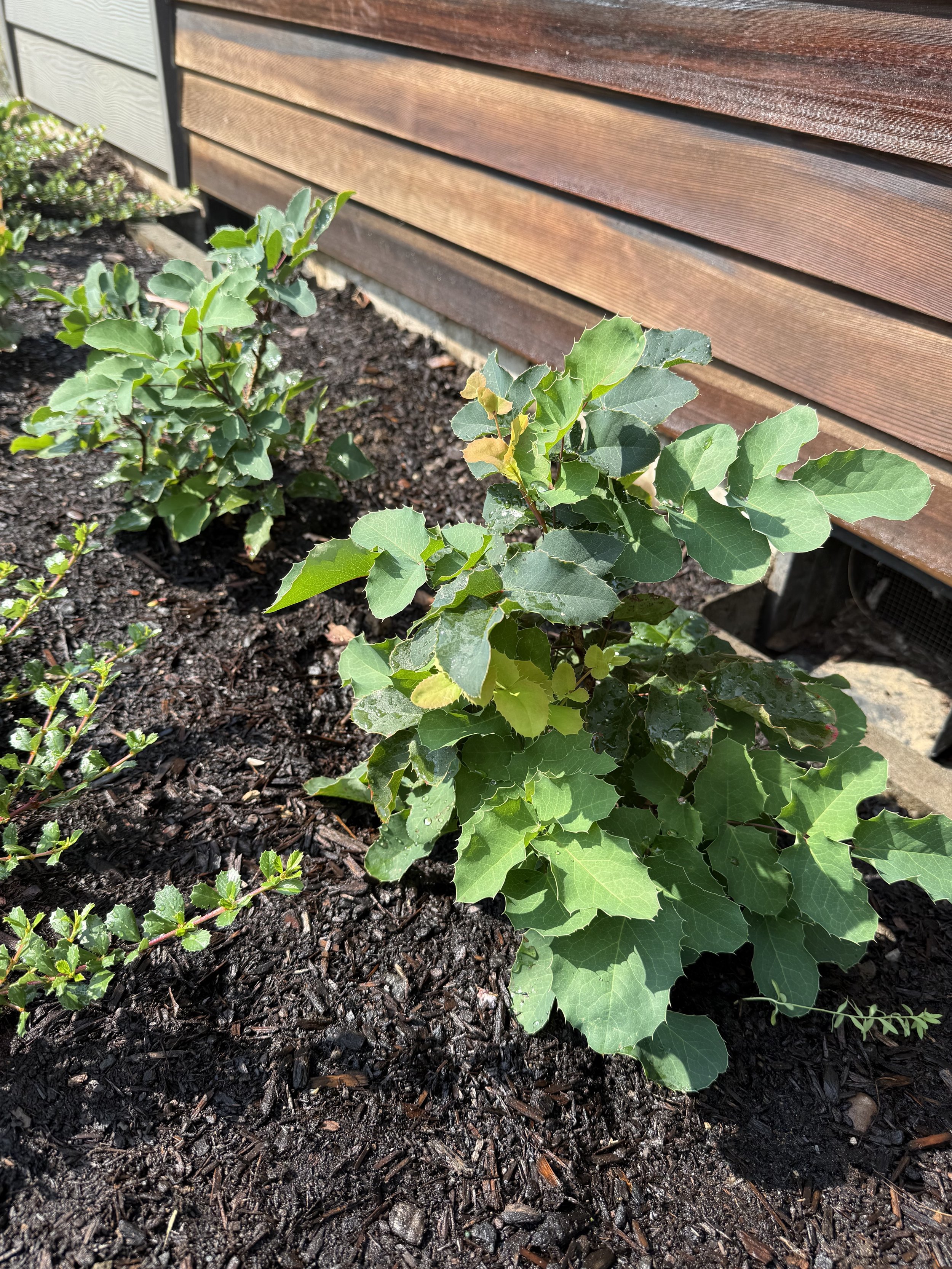 Creeping Oregon Grape
