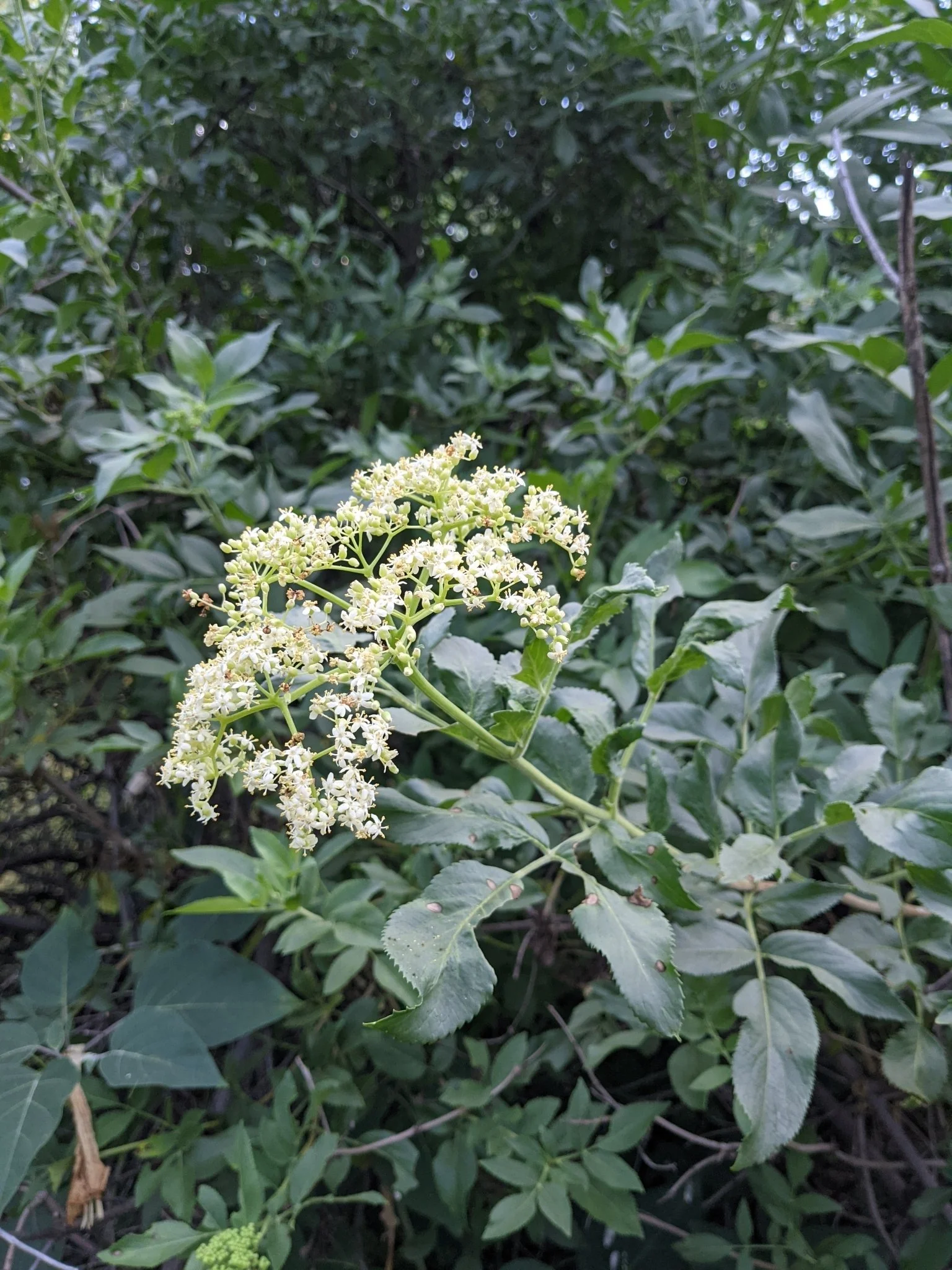 Alexandre Passos.jpeg