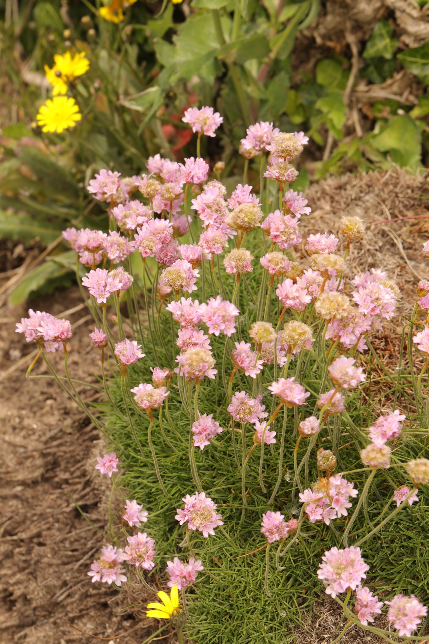 Sea Thrift