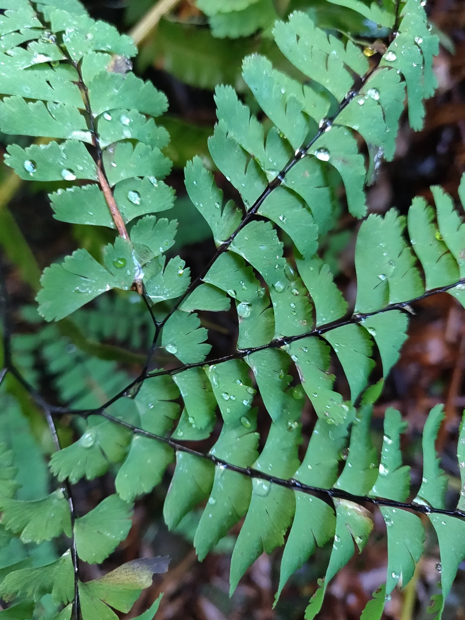 Maidenhair Fern