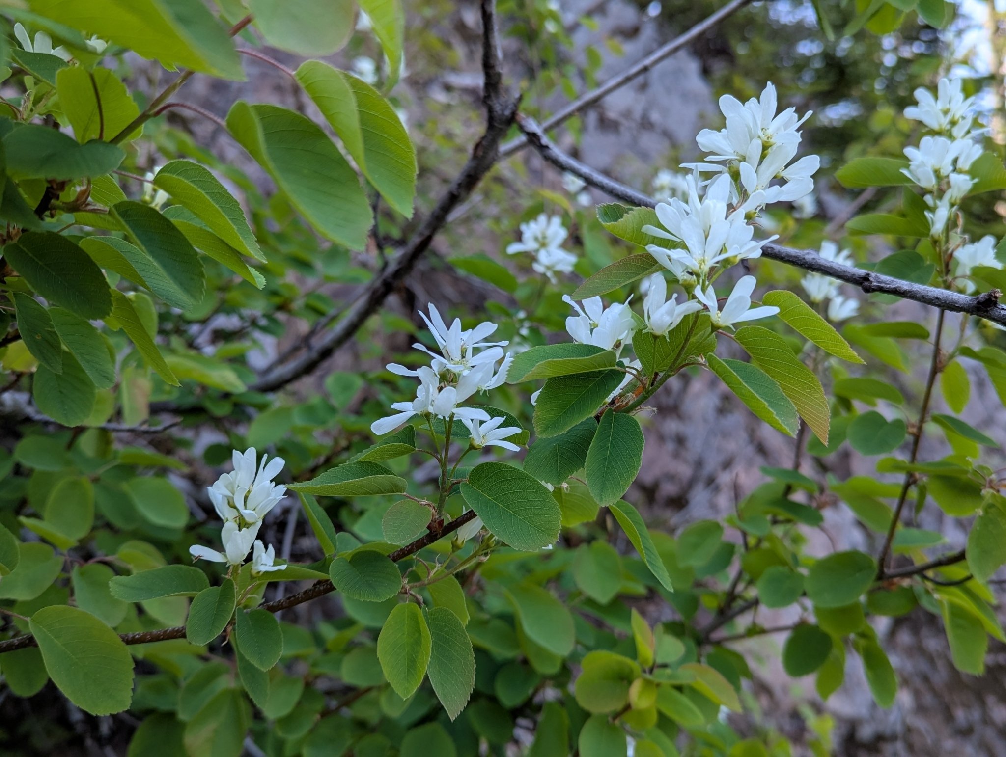 Western Serviceberry