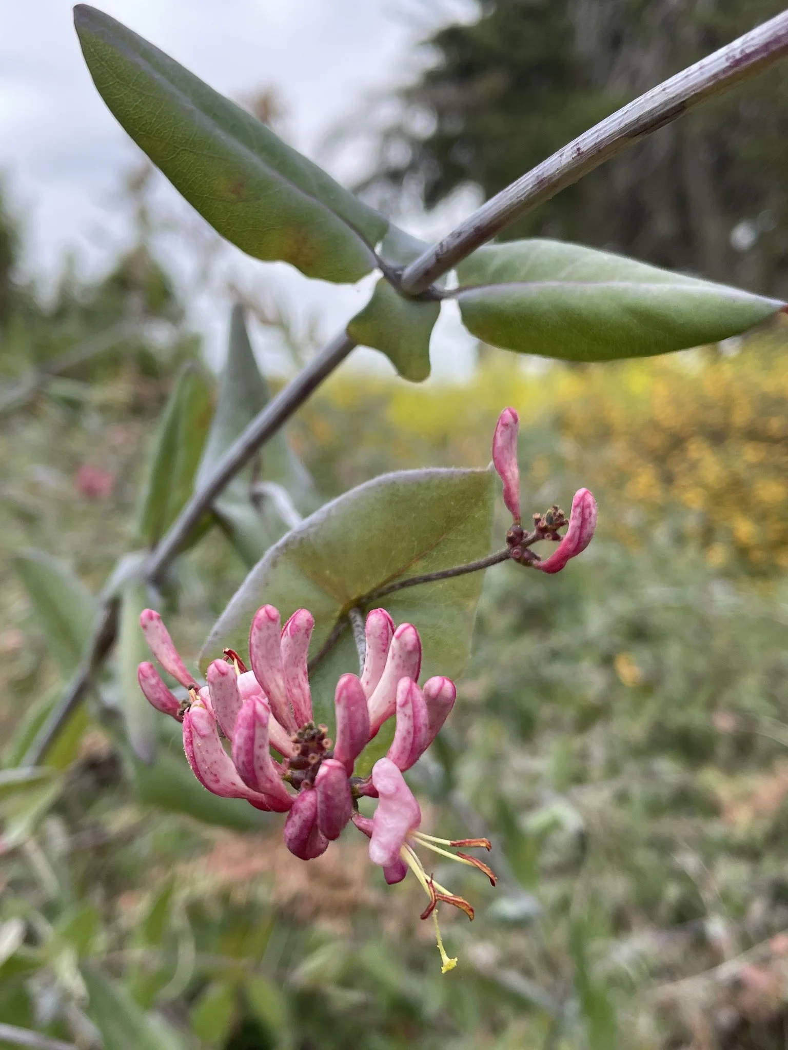 Hairy Pink Honeysuckle