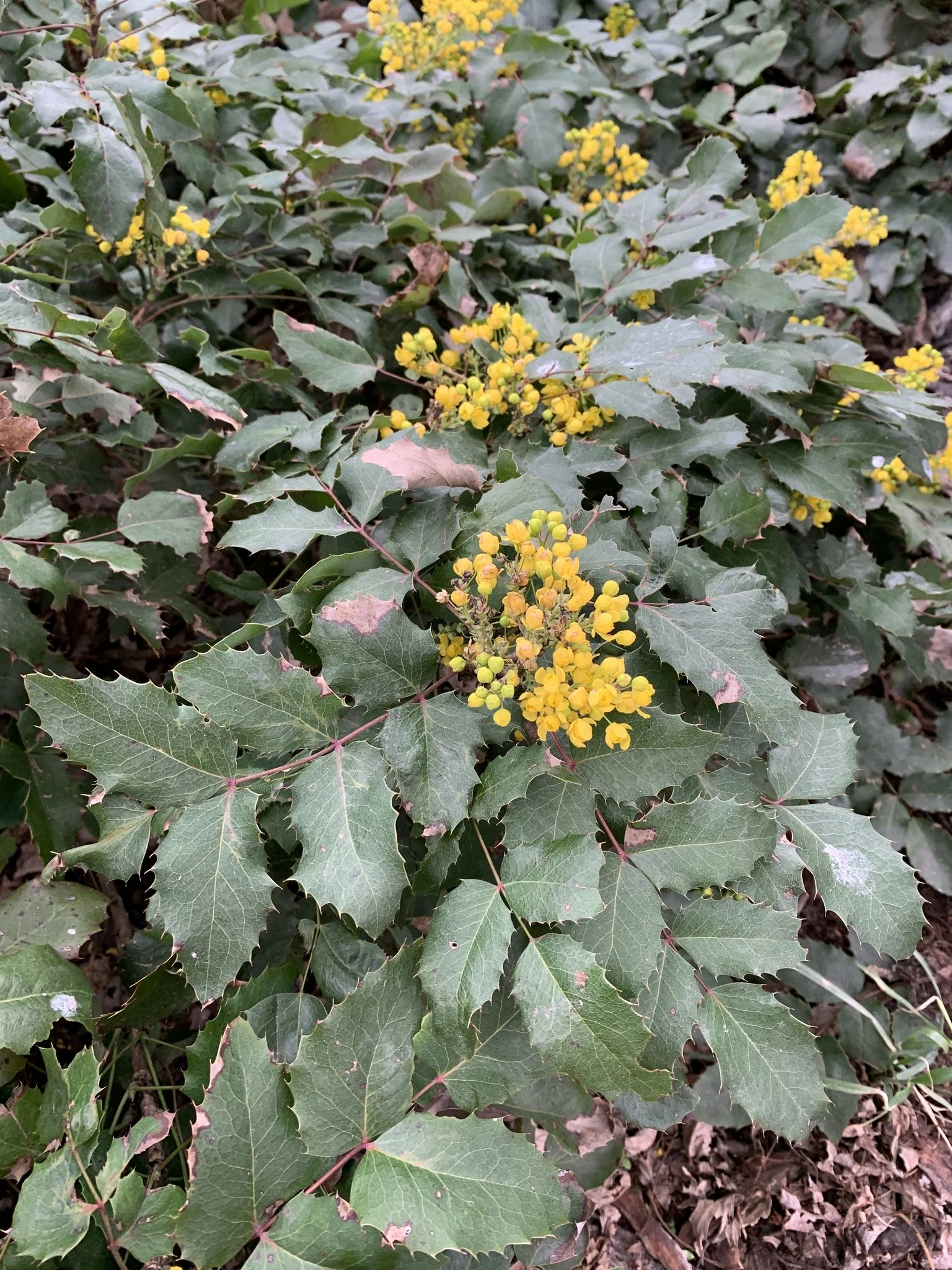 Creeping Oregon Grape