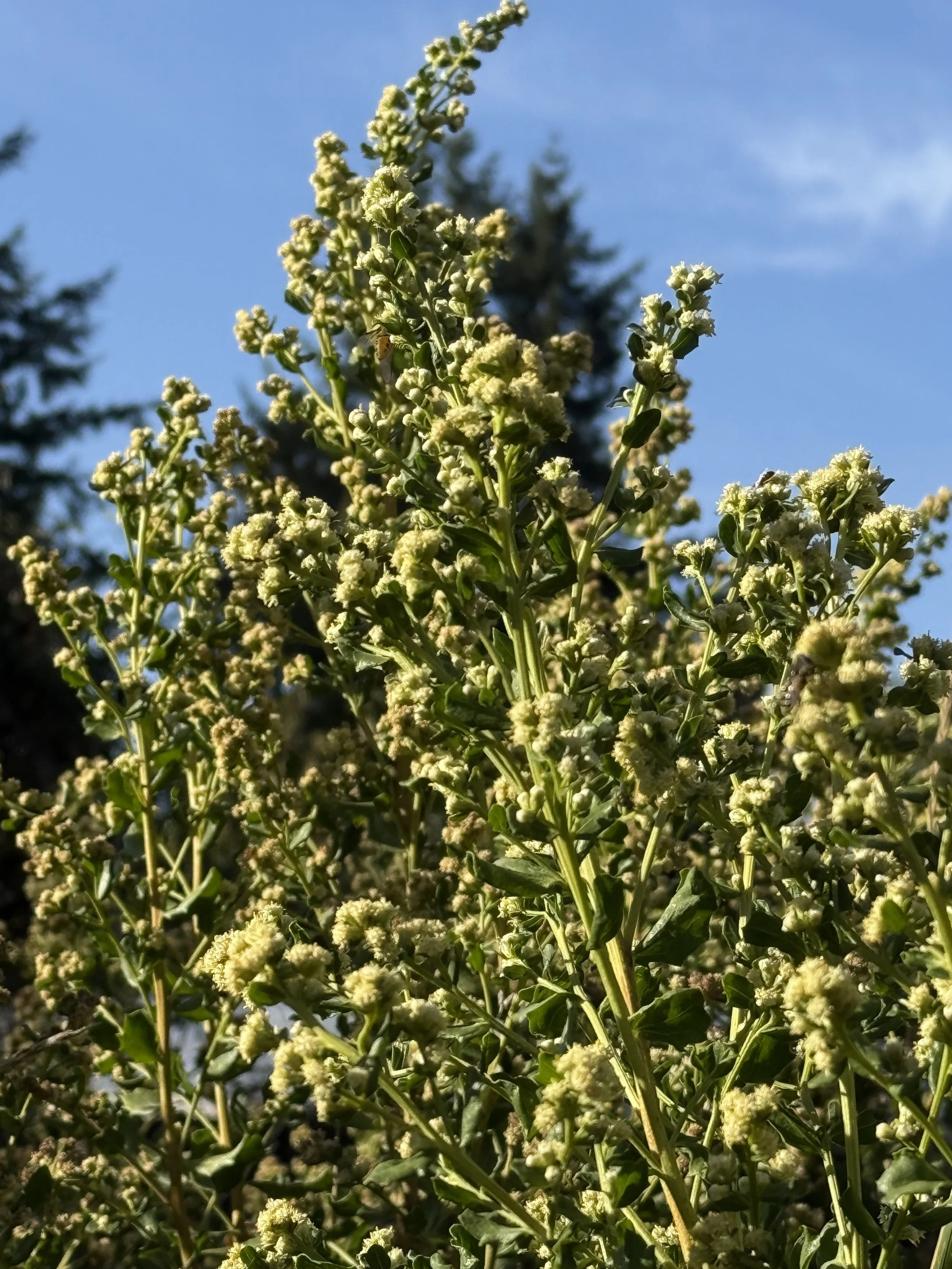 Coyote Brush