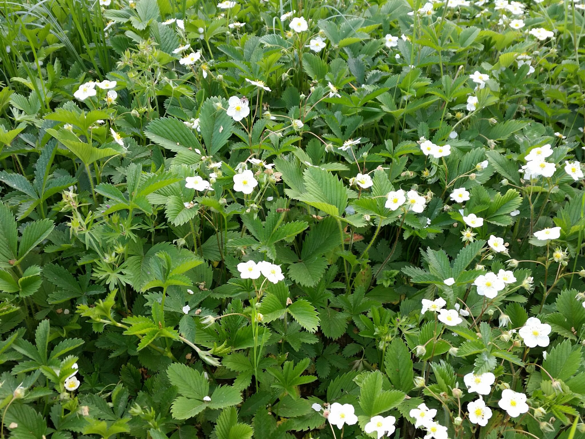 Francesco Cecere.jpeg