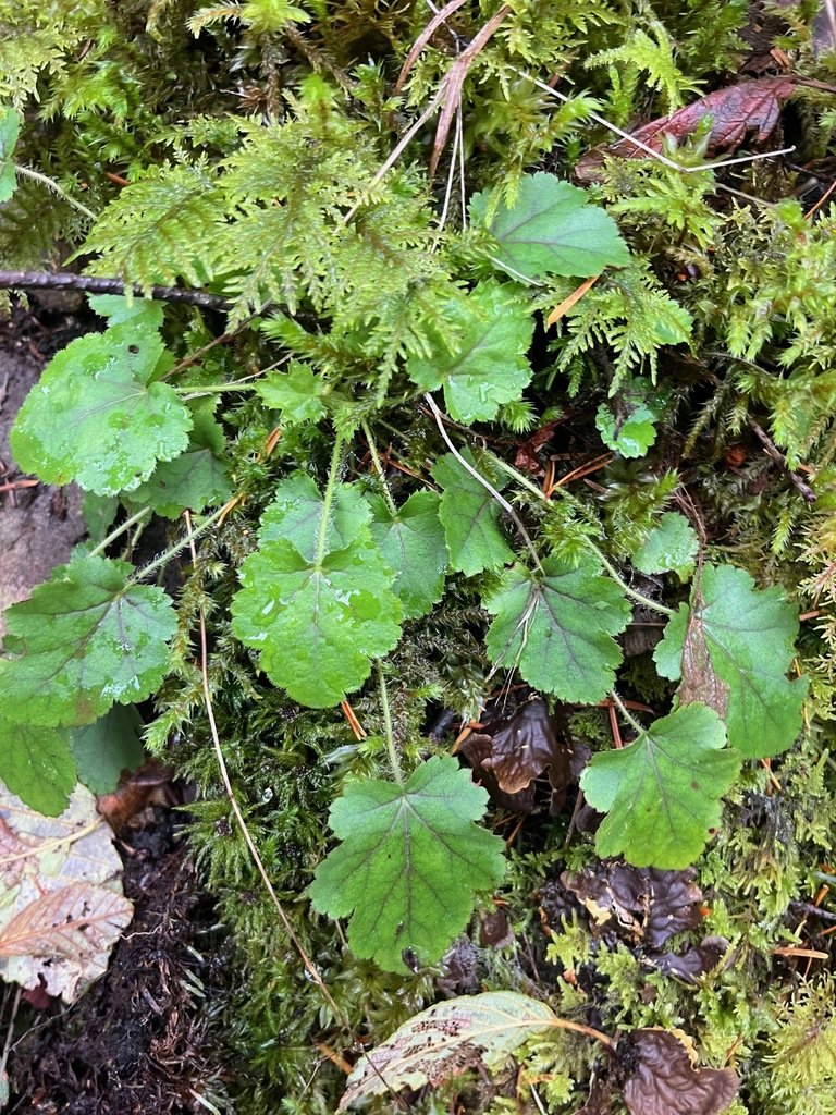 Erin Springinotic.jpeg