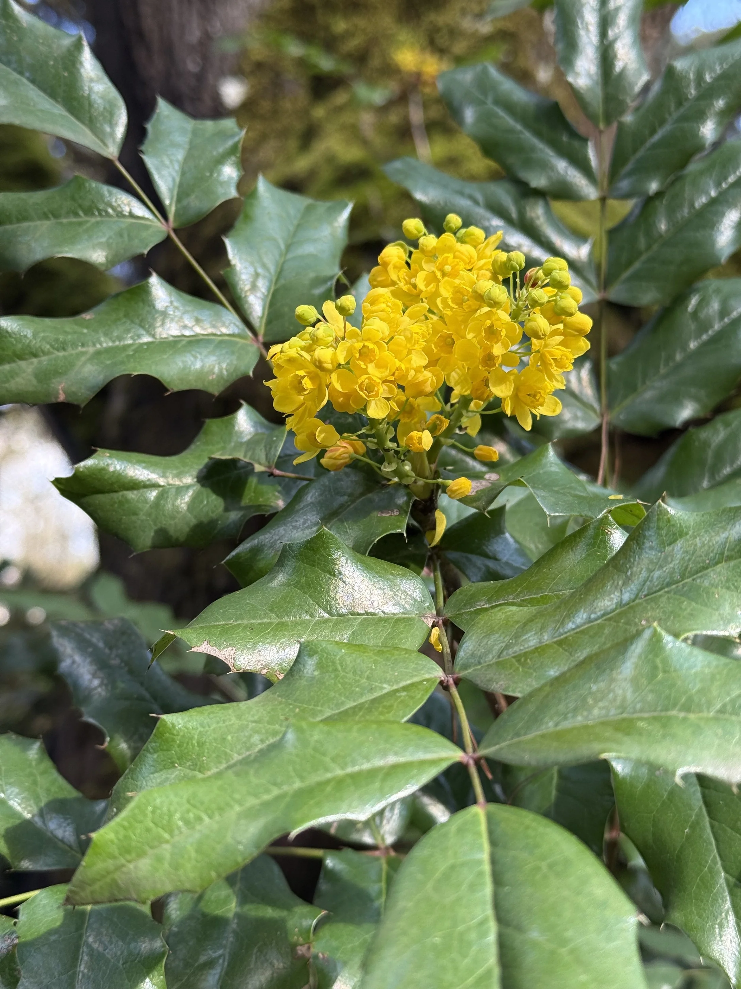 Tall Oregon Grape