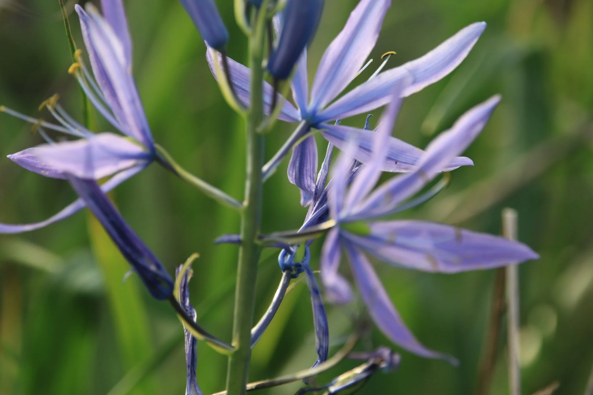 Great Camas