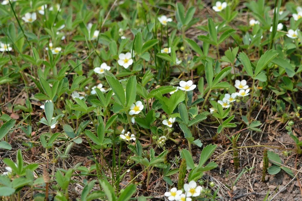 Wild Blue Strawberry