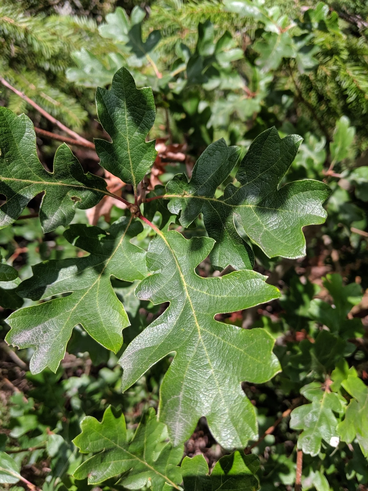 Oregon White Oak
