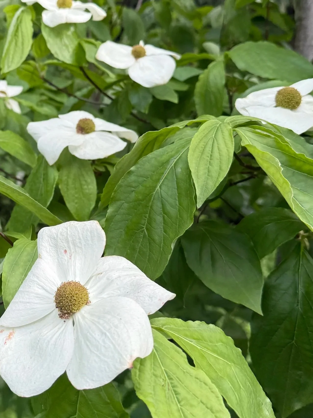 Pacific Dogwood
