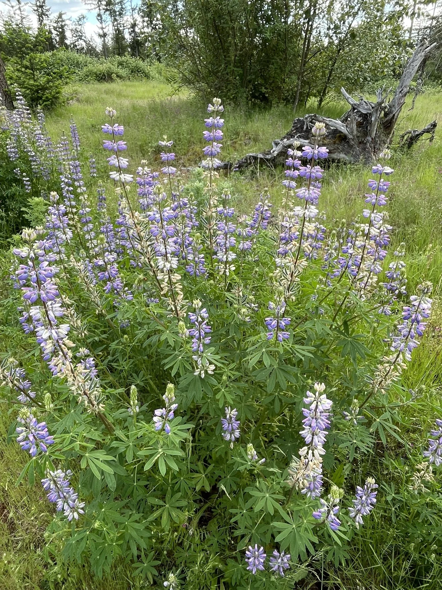 Riverbank Lupine