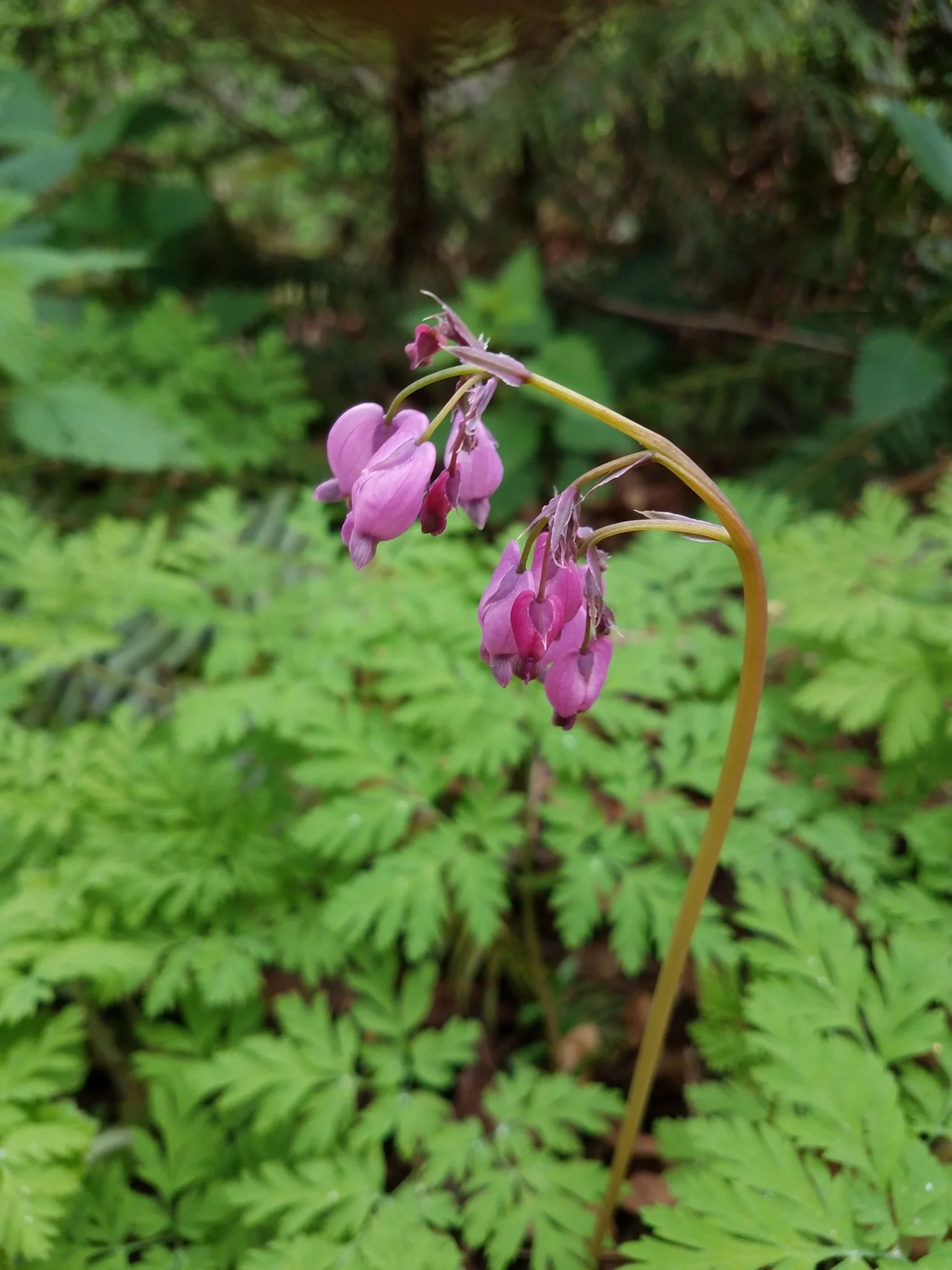 Western Bleeding Heart