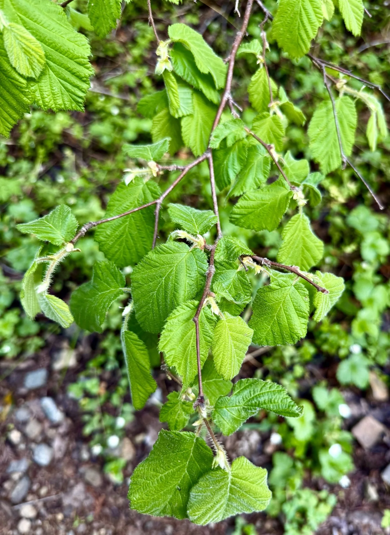 Beaked Hazelnut