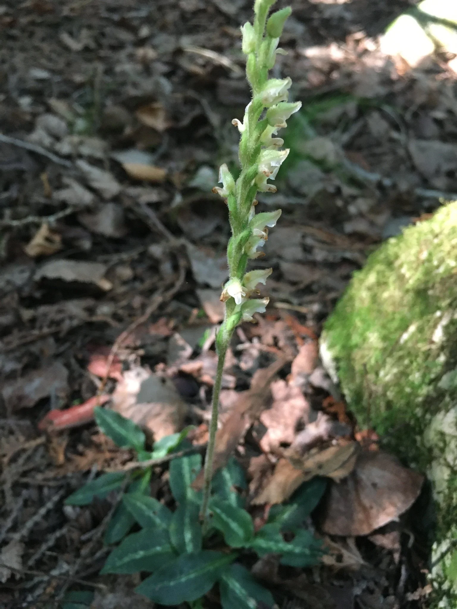 Kathleen Houlahan Chayer.jpg