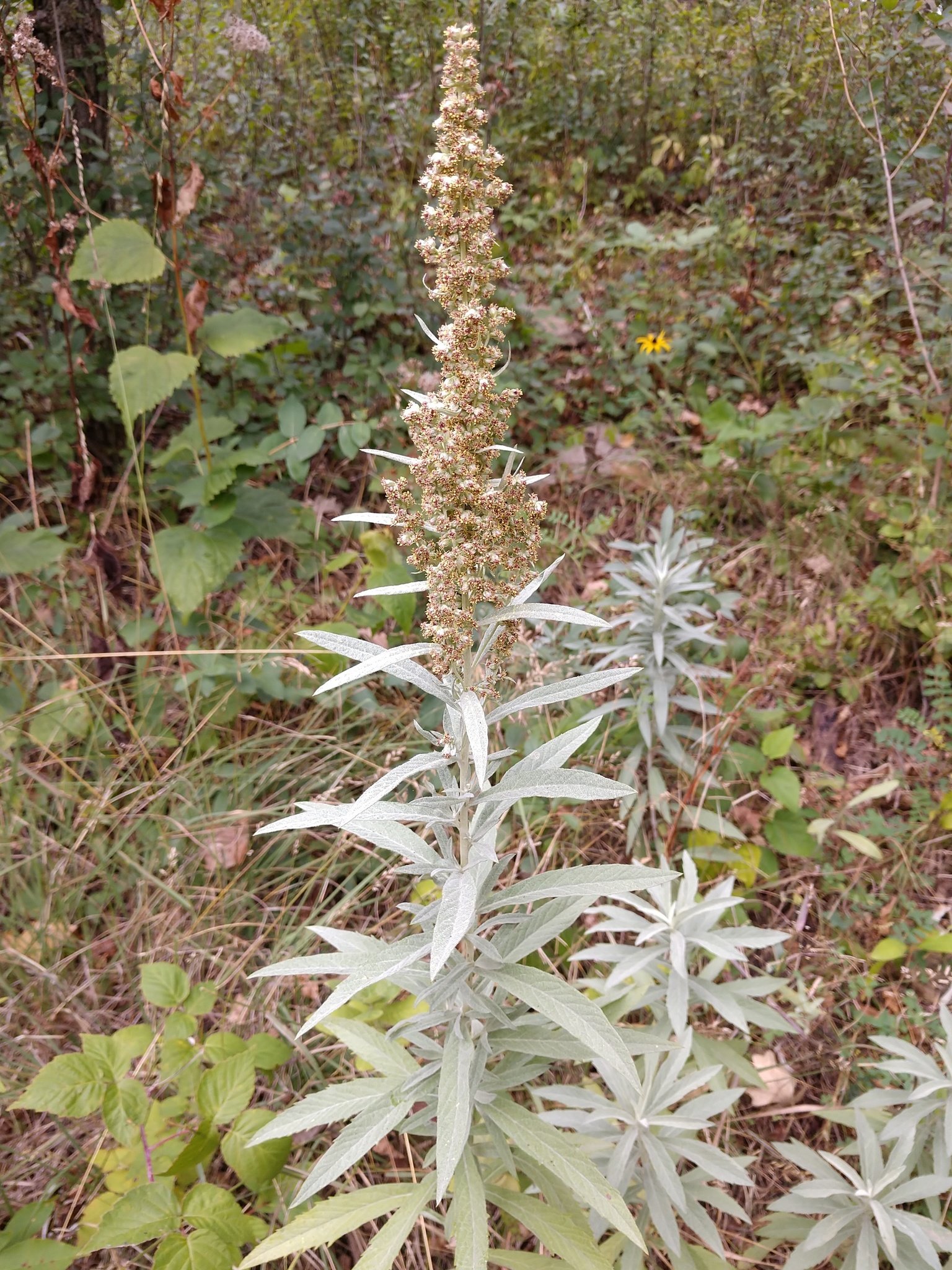 Silver Wormwood