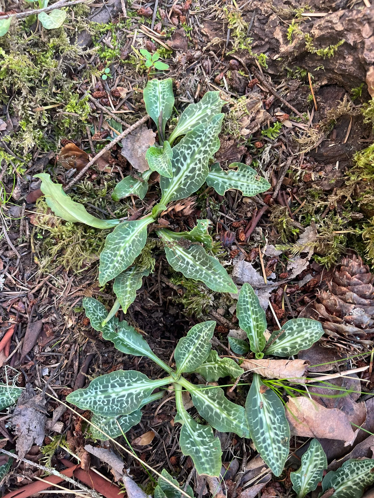 Steph Brulot-Sawchyn.jpg