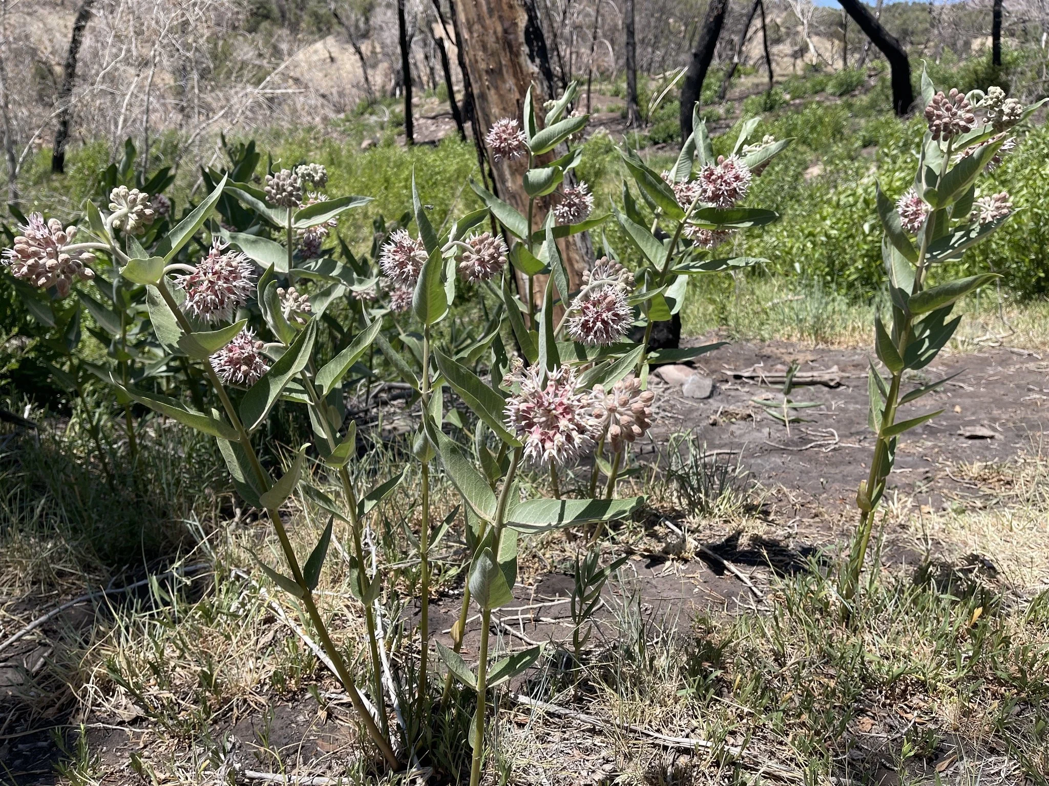 sm3.jpg