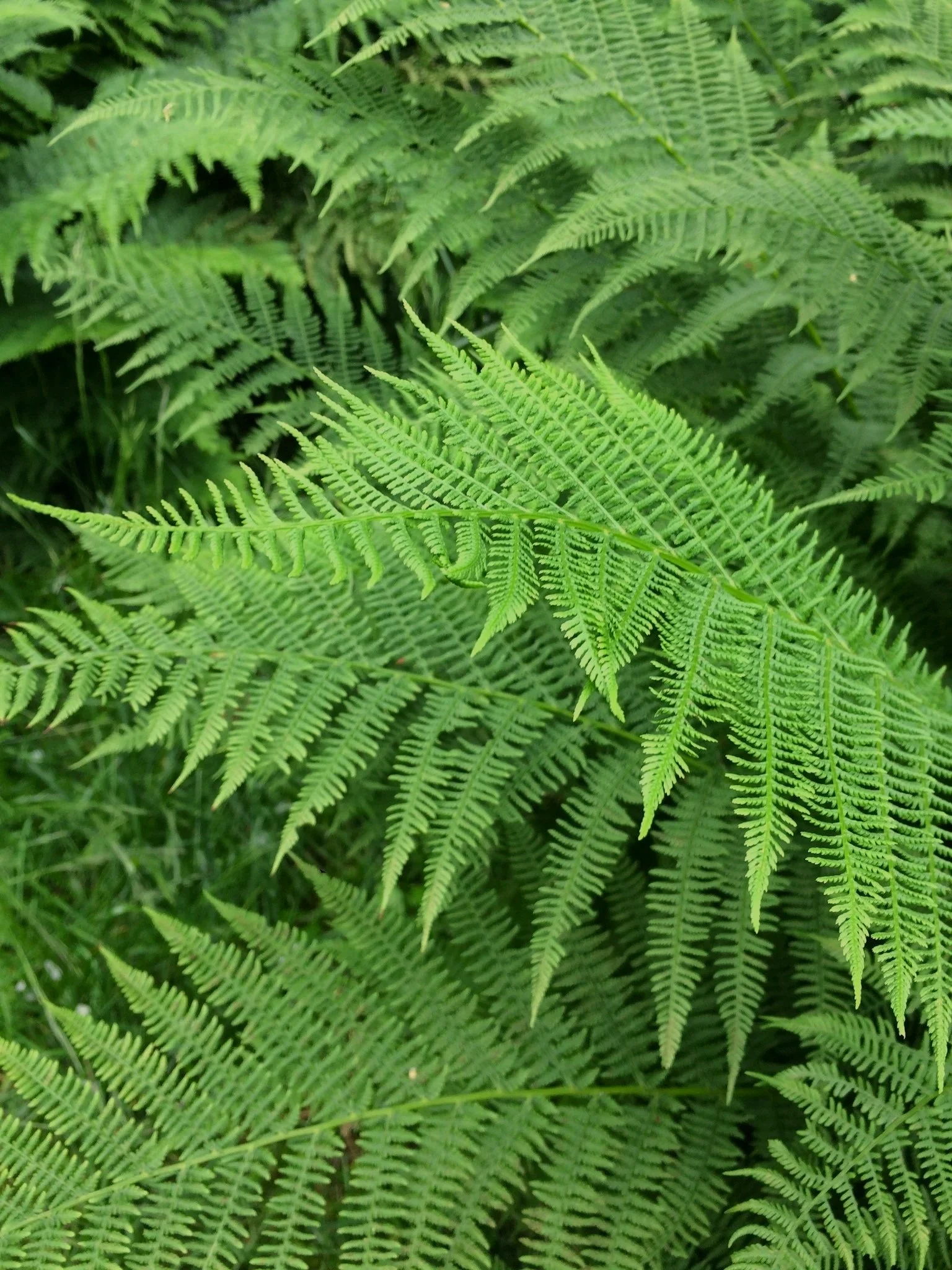 Lady Fern
