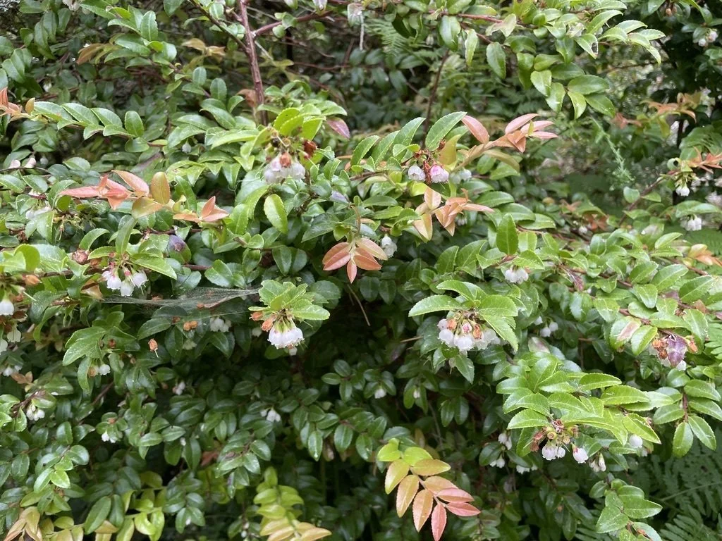 Evergreen Huckleberry