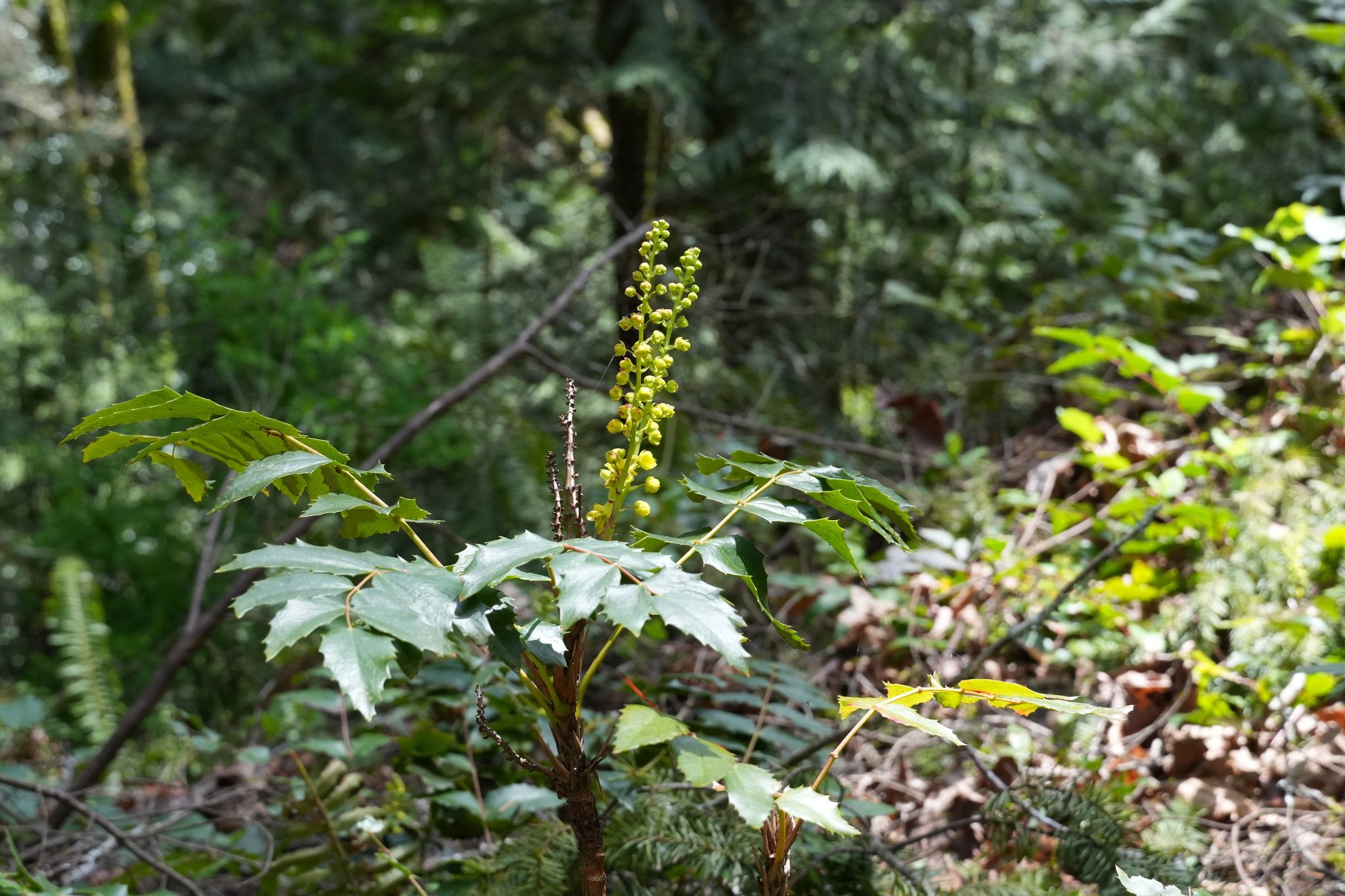 Cascade Oregon Grape