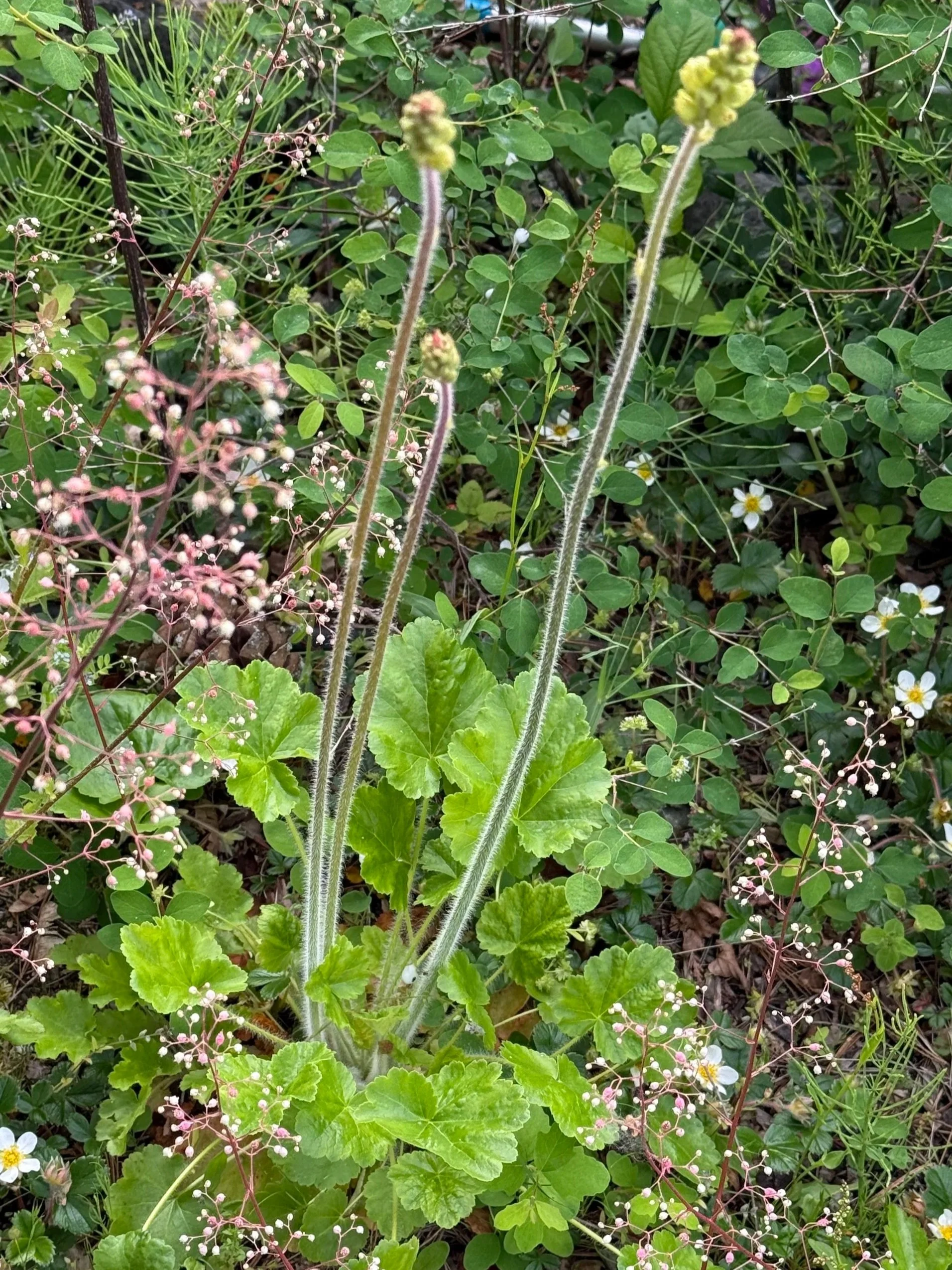 Meadow Alumroot