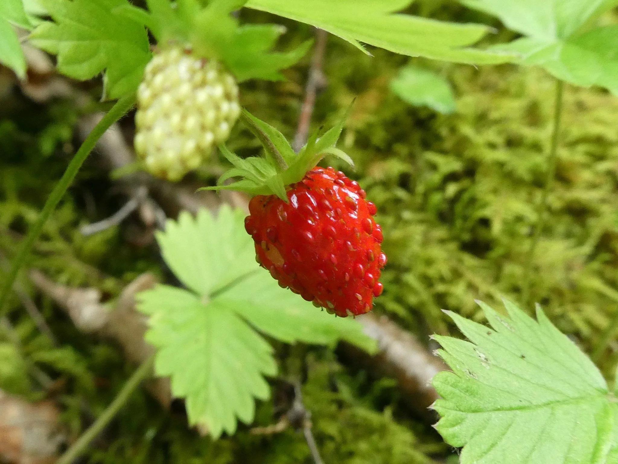Woodland Strawberry
