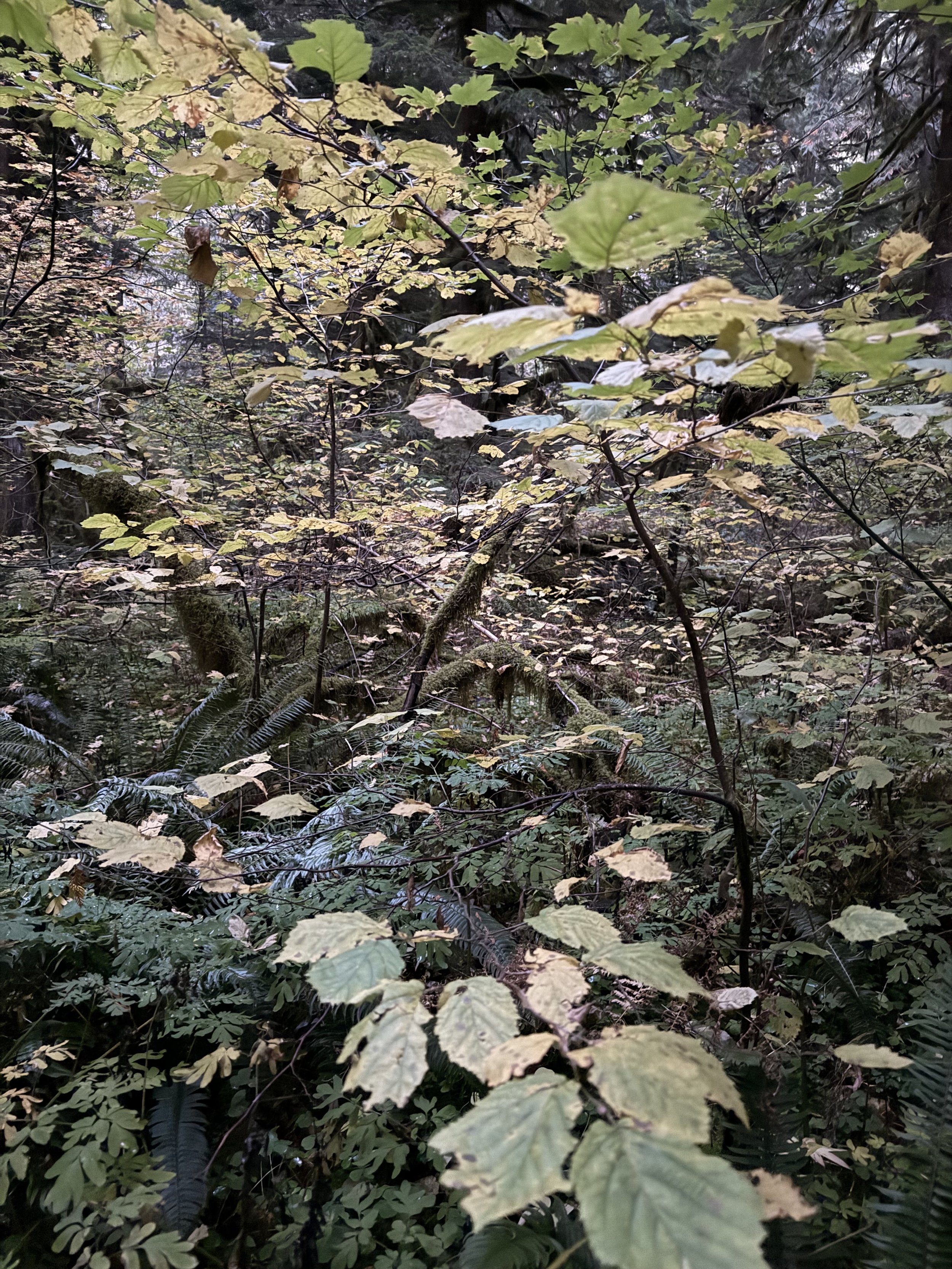 IMG_3751.jpg