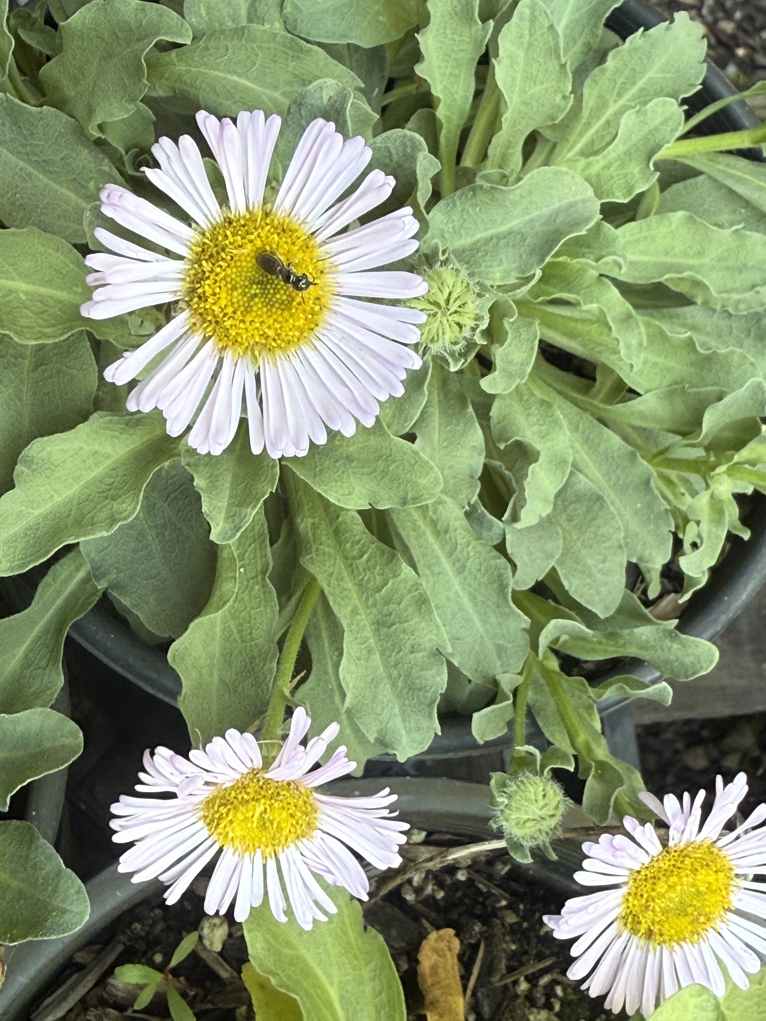 Seaside Daisy