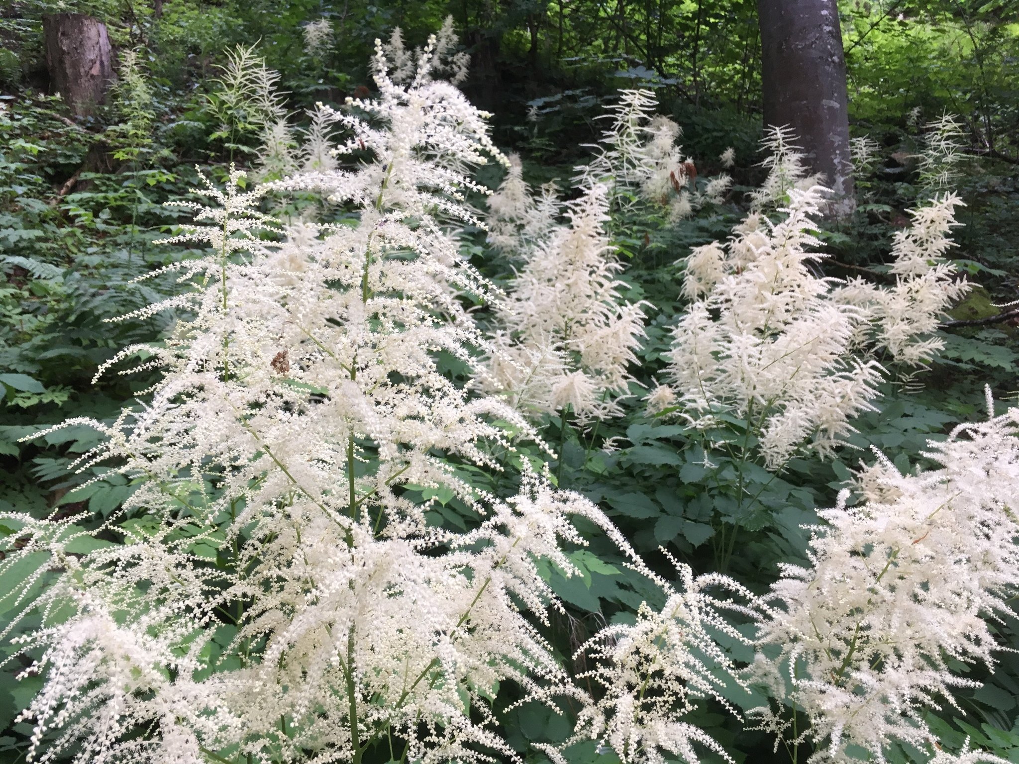 Goatsbeard