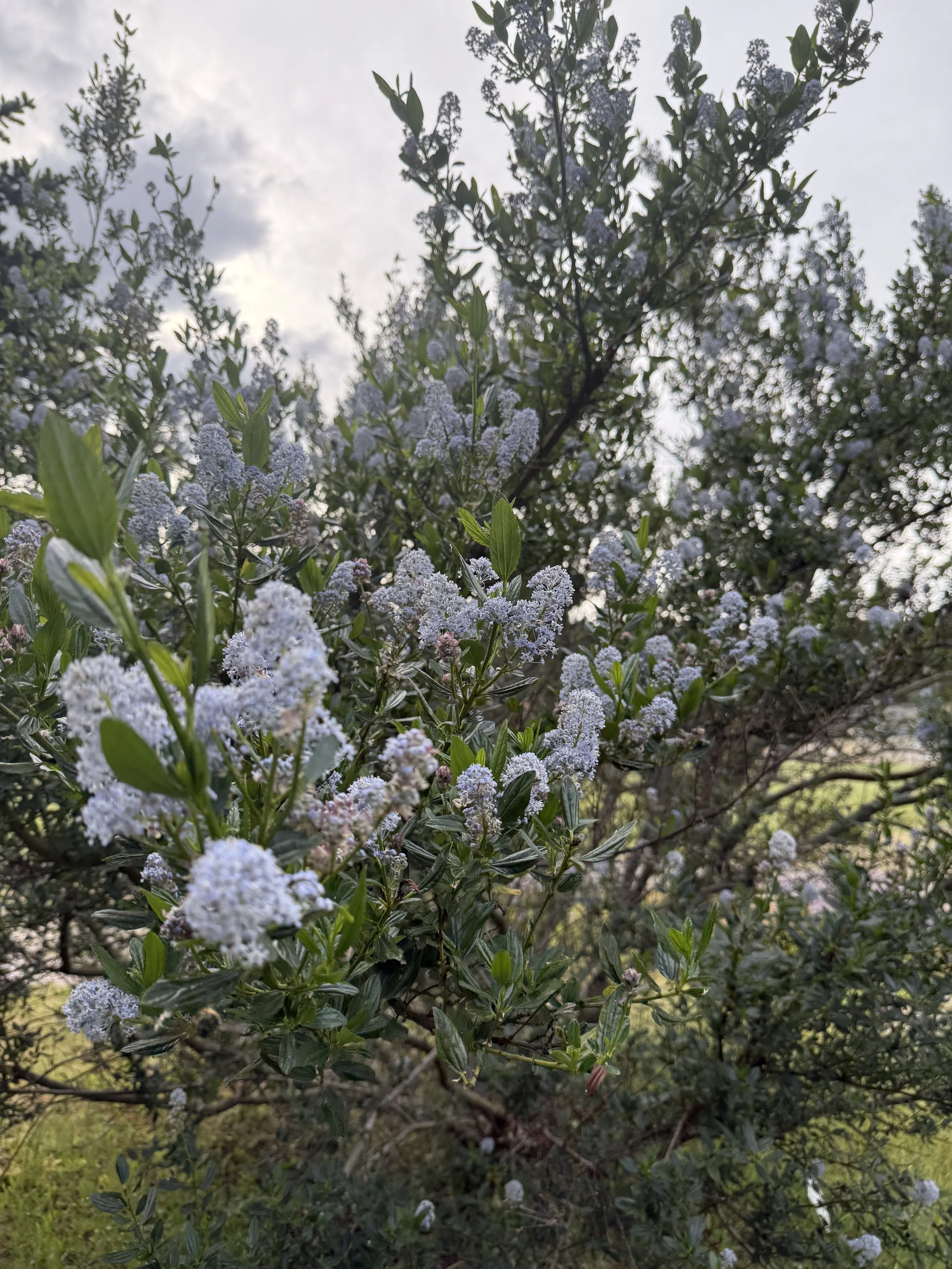 Blue Blossom Ceanothus