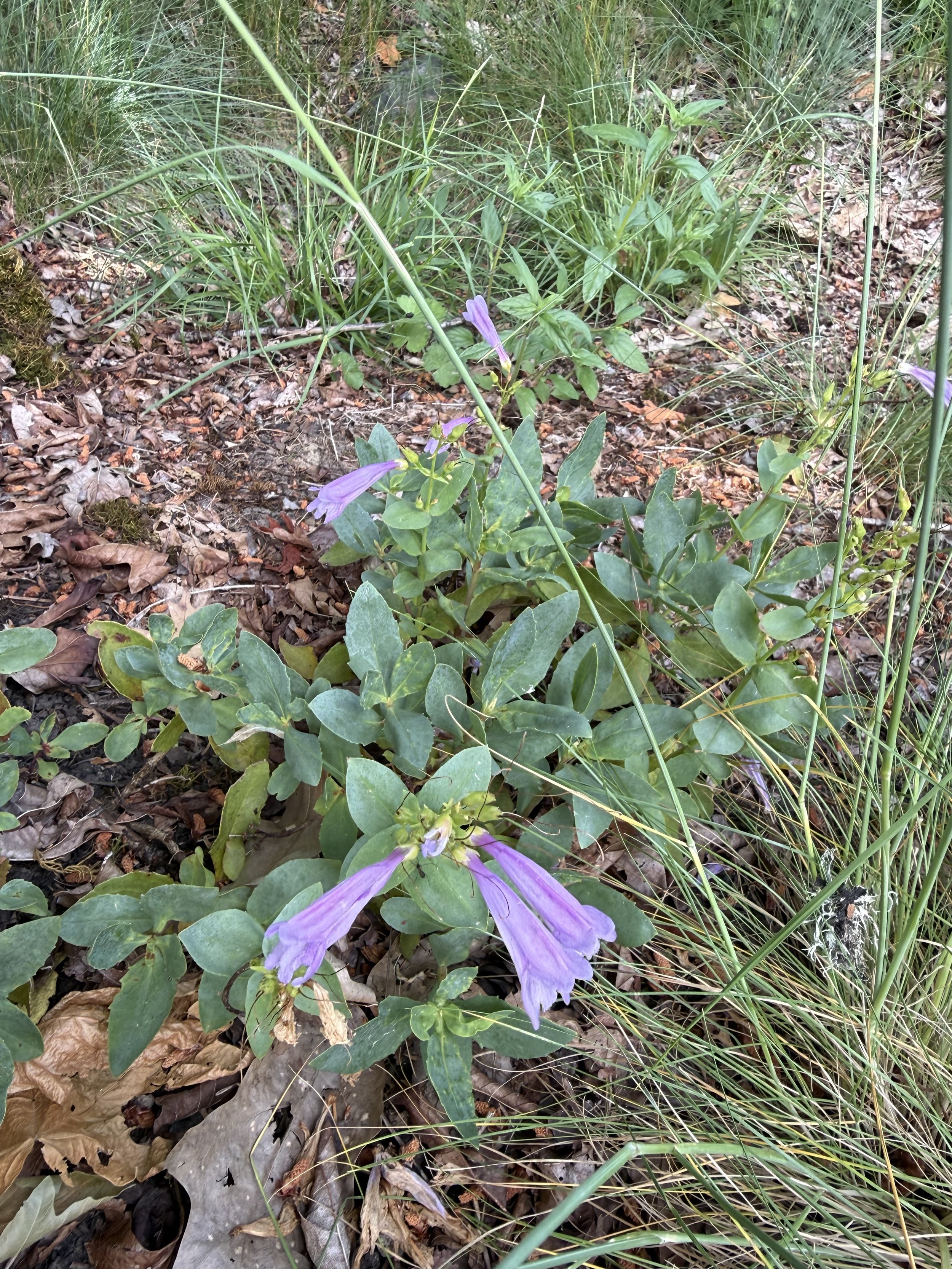 Barrett’s Penstemon