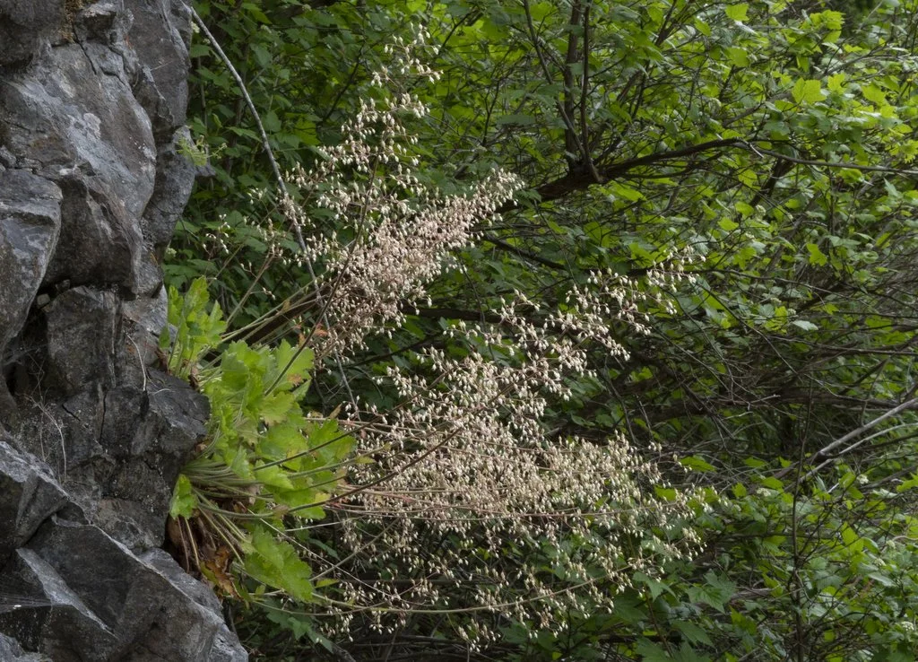 Small-flowered Alumroot