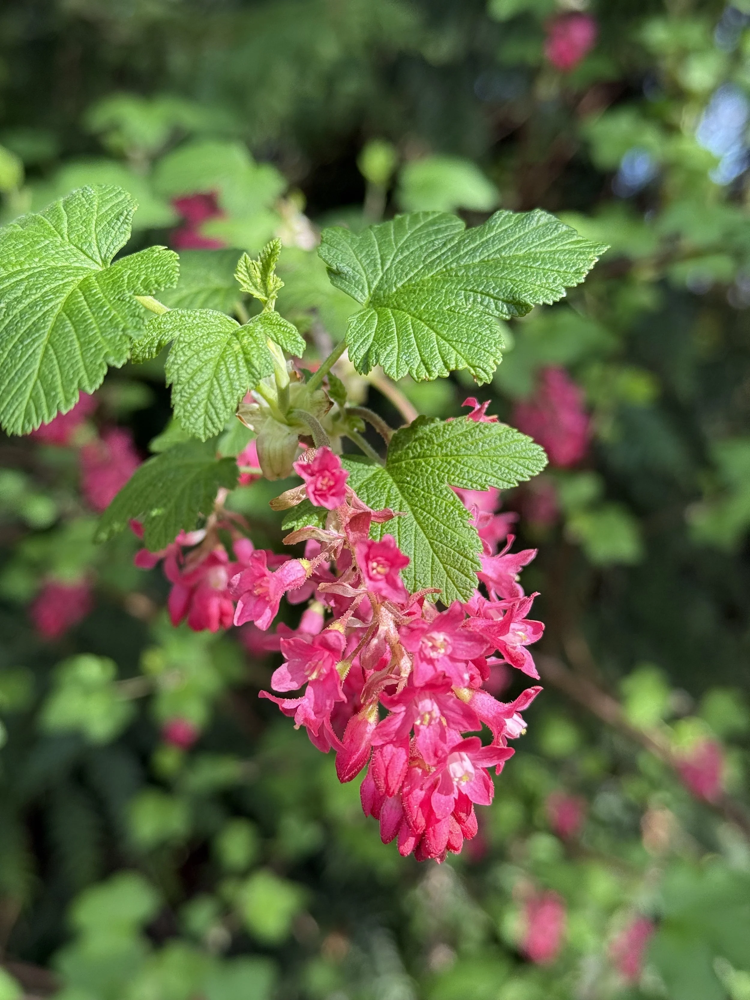 Red Flowering Currant
