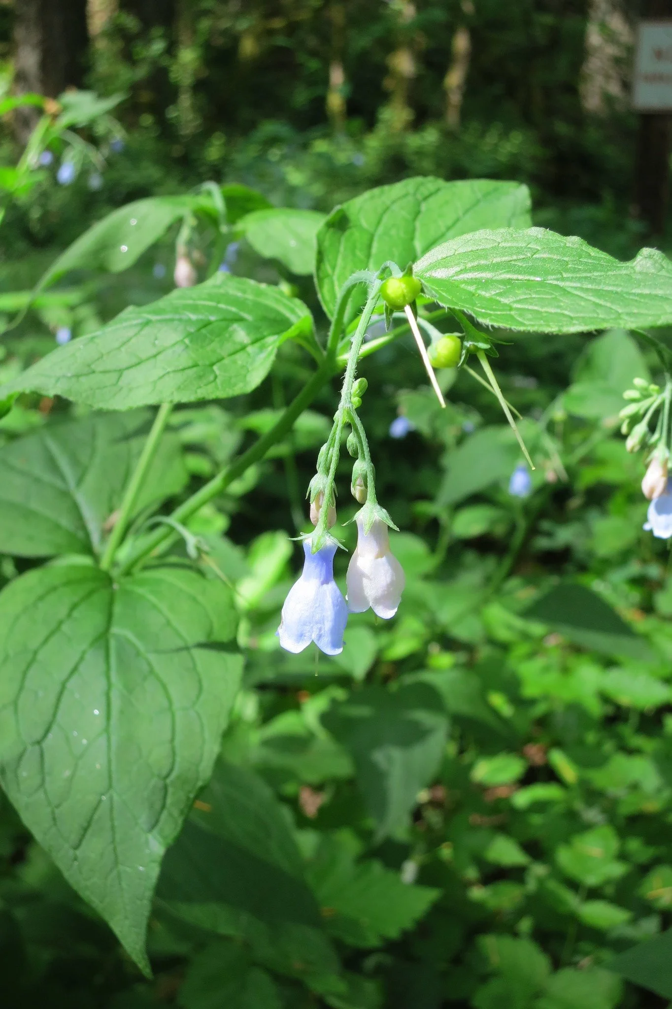 Broadleaf Bluebells