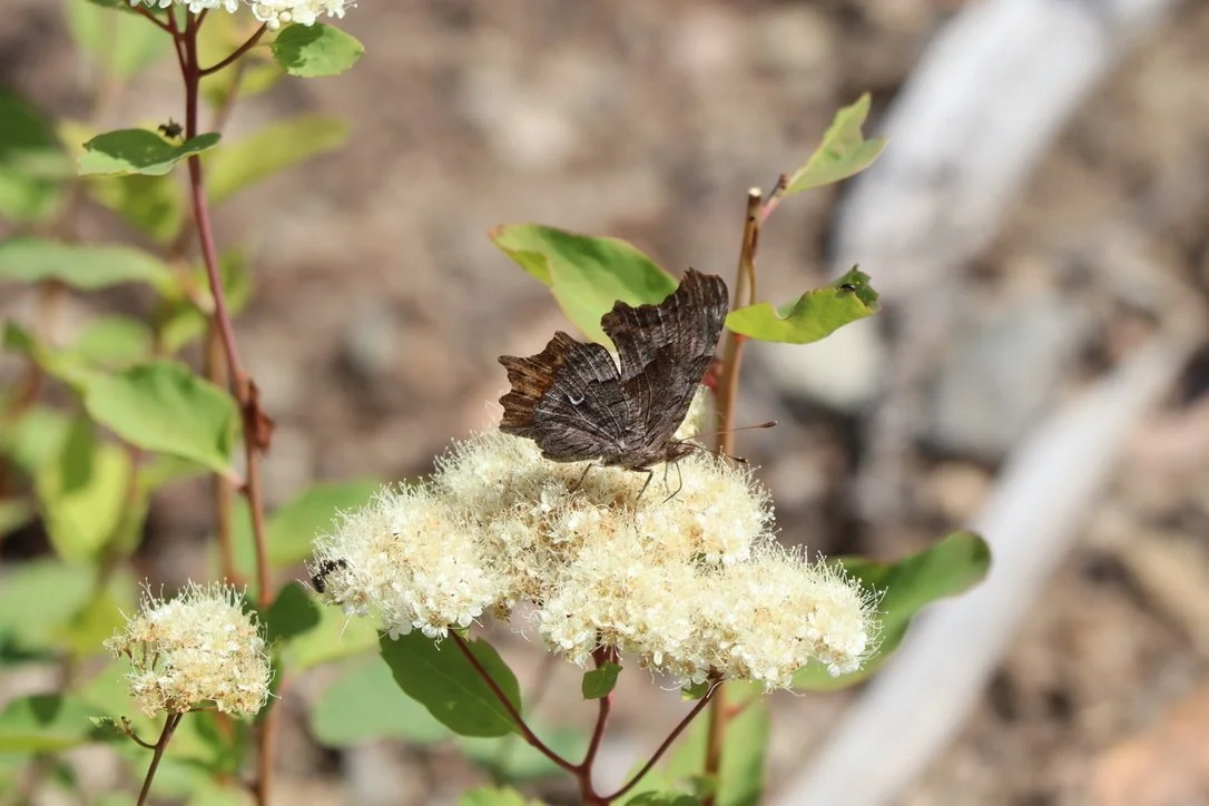 Birchleaf Spirea